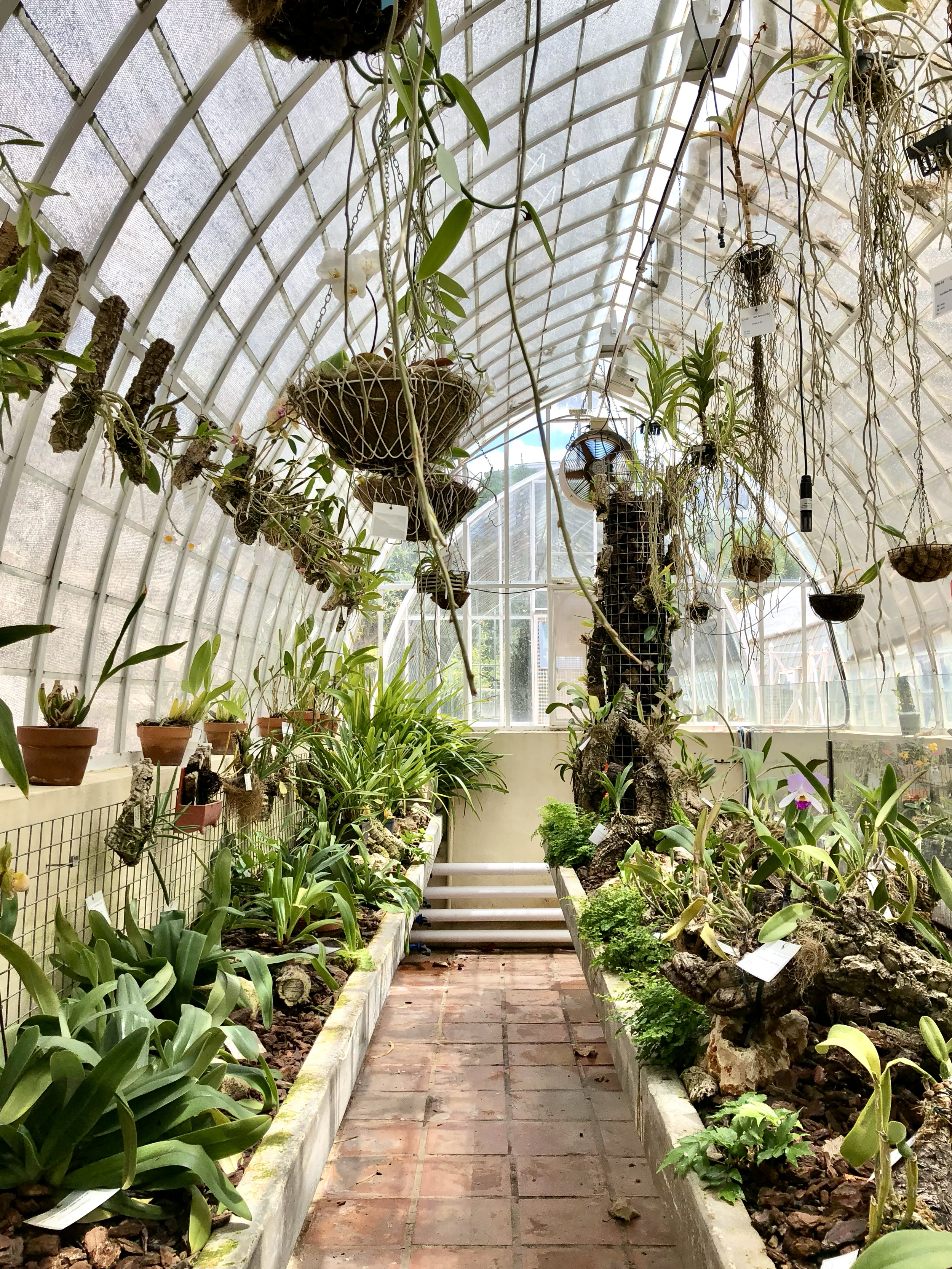 Jardín Botánico de la Universidad de Valencia (Invernadero de orquídeas)
