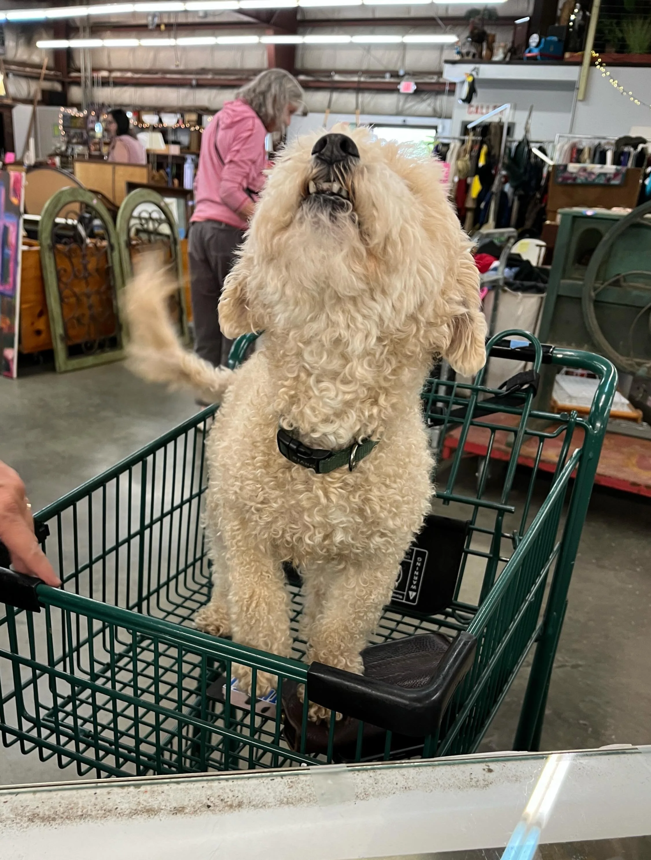 Smile! You&rsquo;re at KIS Thrift