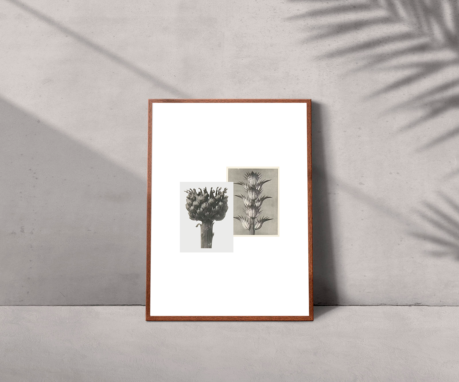 herbario1_mockup.png