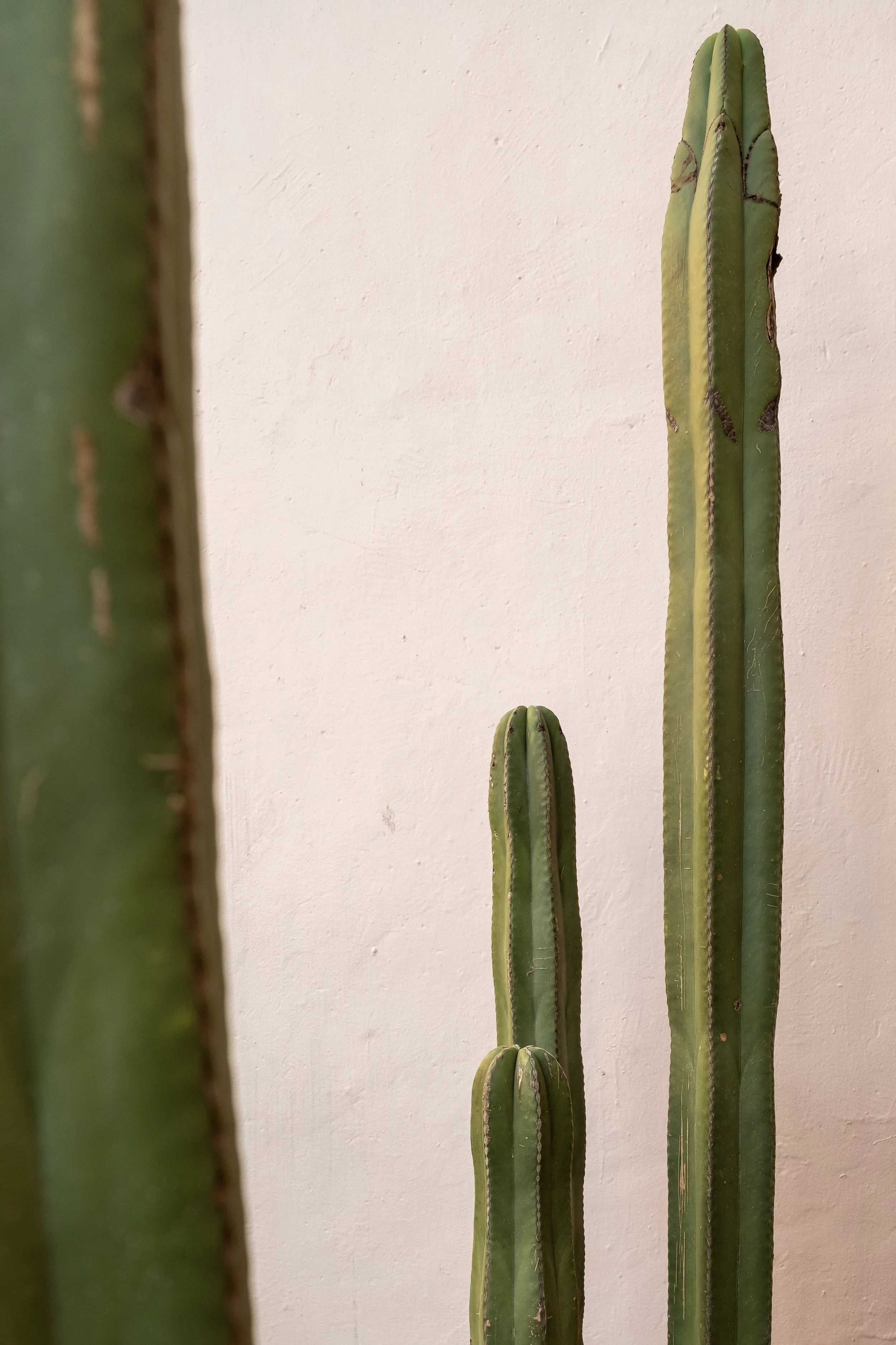 cactus.jpg