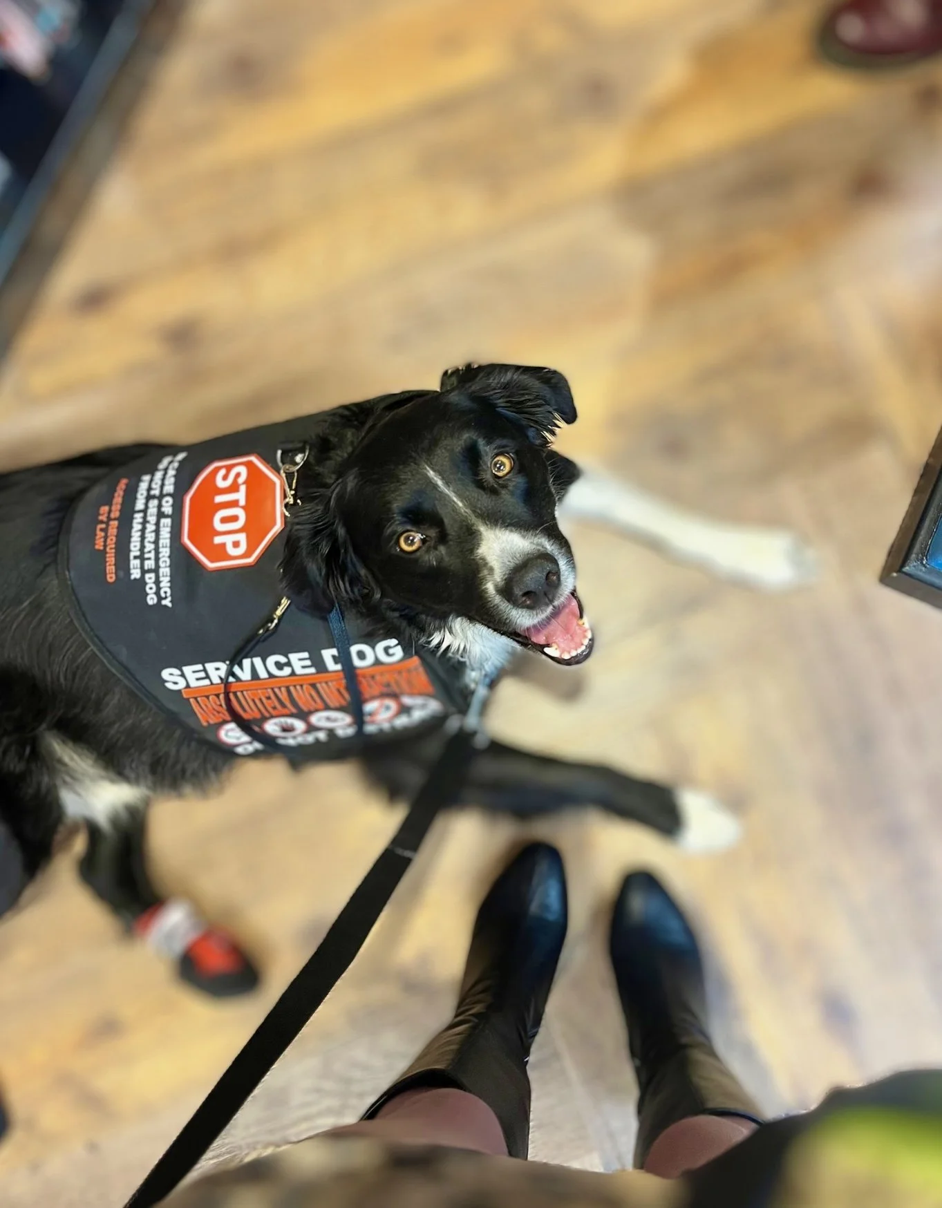Healing Paws: The Silas Life