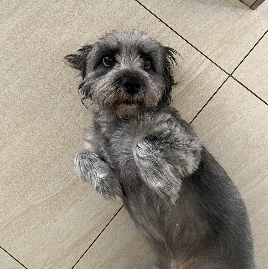 Nine Years, One Best Friend, and a Million Tail Wags