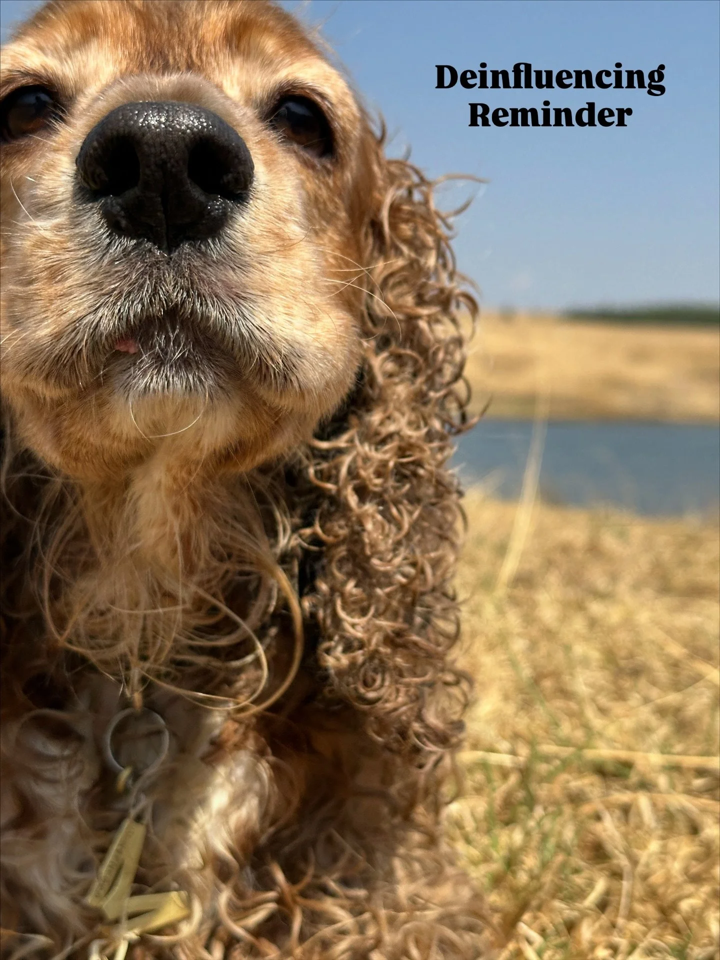 I stepped away from this profile for more than 3 years because I allowed it to take over my perception of myself as a dog mom and in turn, my view of myself.

So instead of holding my thoughts in, here are the things weighing on my mind as a dog mom: