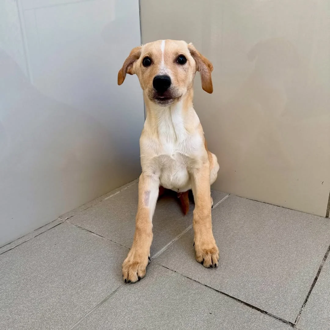 I don't normally share rescue pups but OH MY GODDDDDDDDDDDD 😮 
Look at this gorgeous boyyyyyyy, Leeroy.
The ears, the look like he's been caught naked, the little legs, the boop of the nose. I cannot copeeeeeeeee.

@kittyandpuppyhaven have been kill