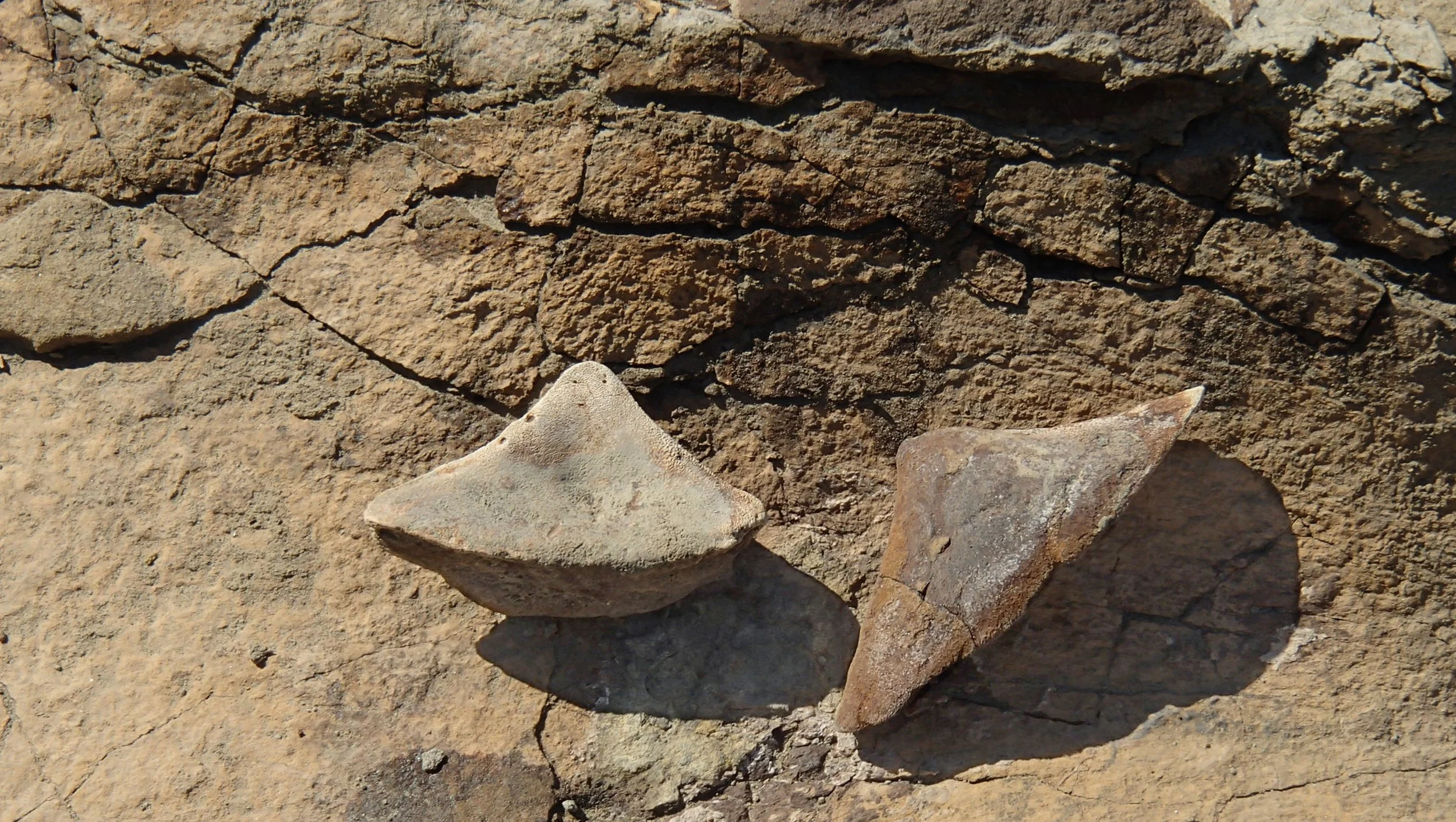 Juvenile Torosaurus Epoccipital (Frill) Bones