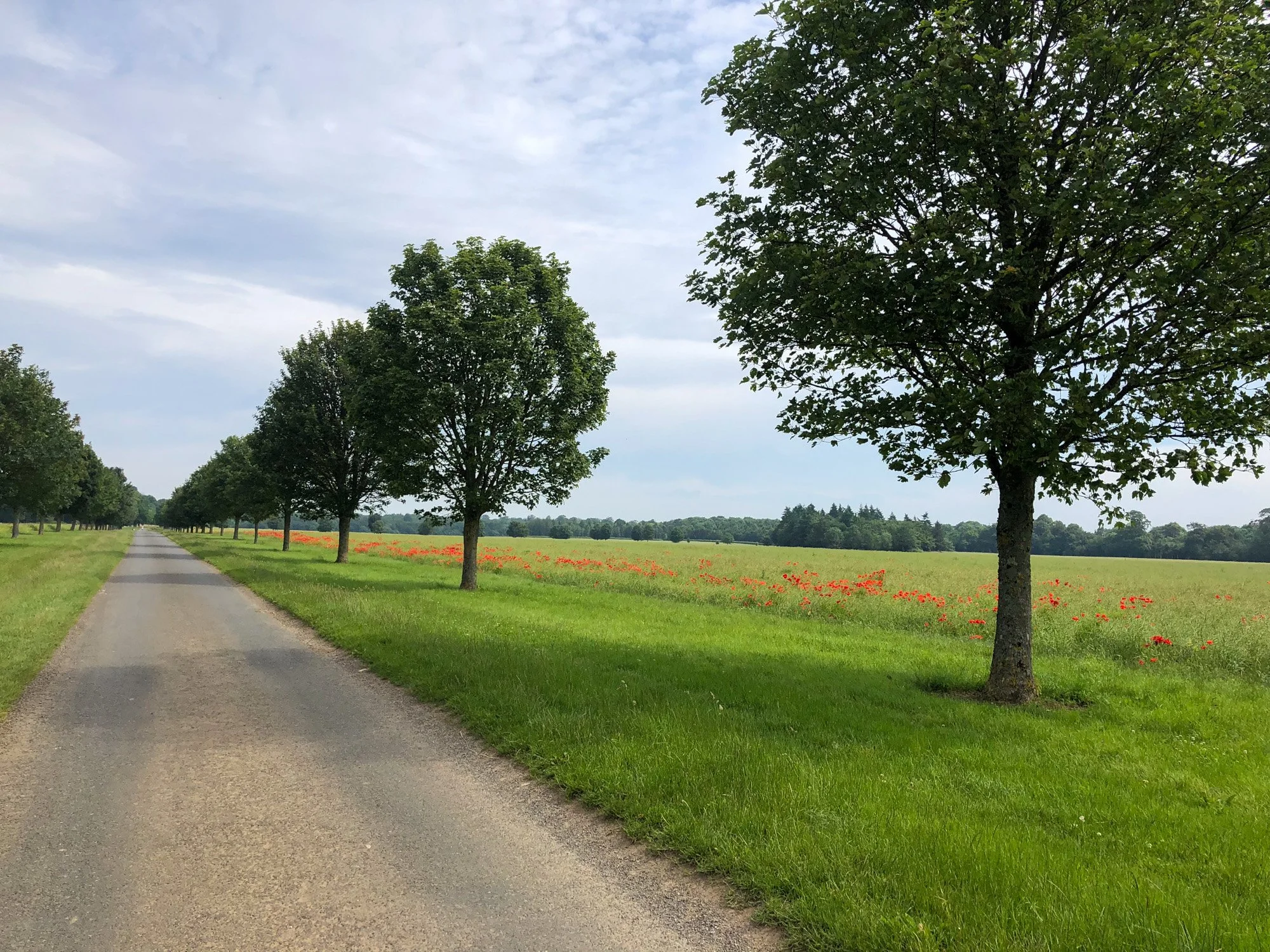 A long road lined with trees in Badmington Estate
