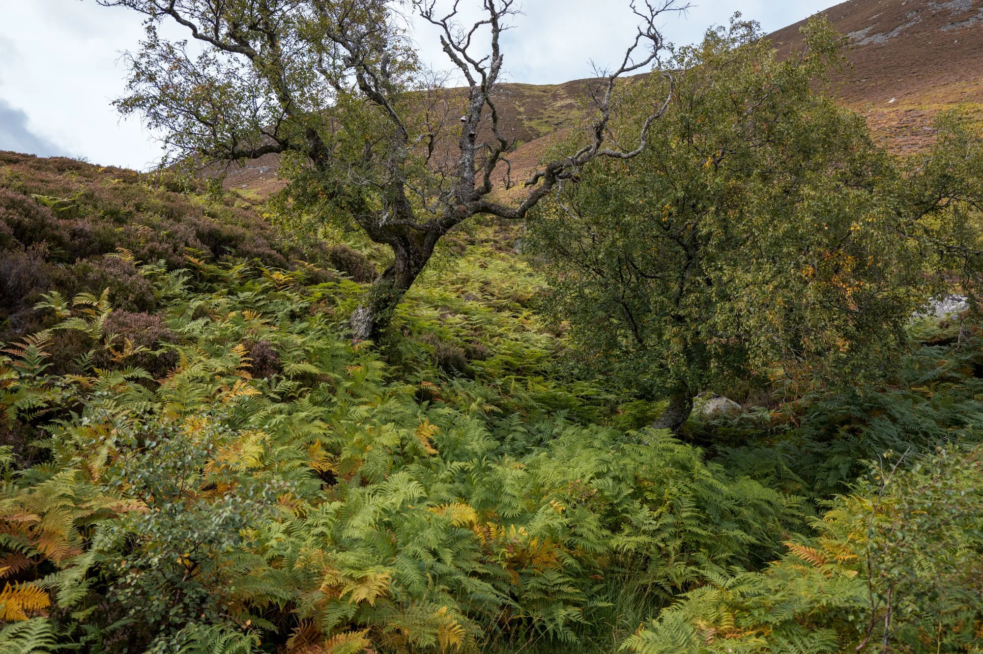 L1000786.jpg