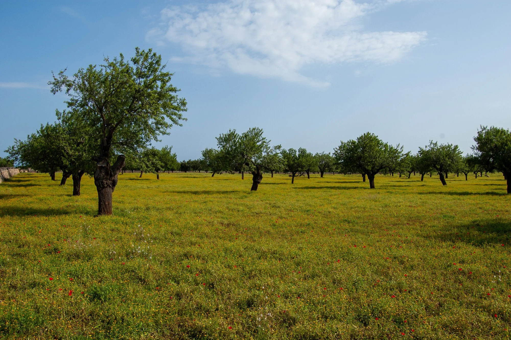 A Mallorcan orchard