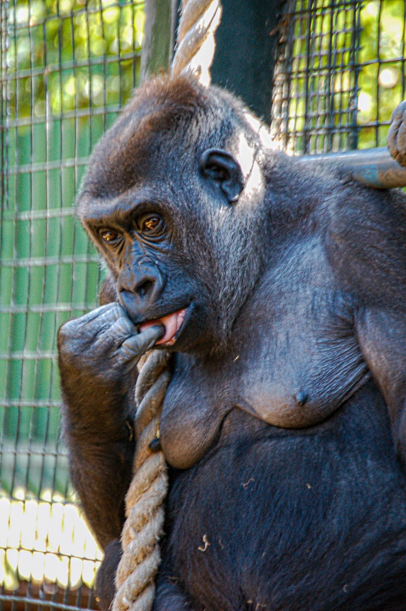 A gorilla picking its nose