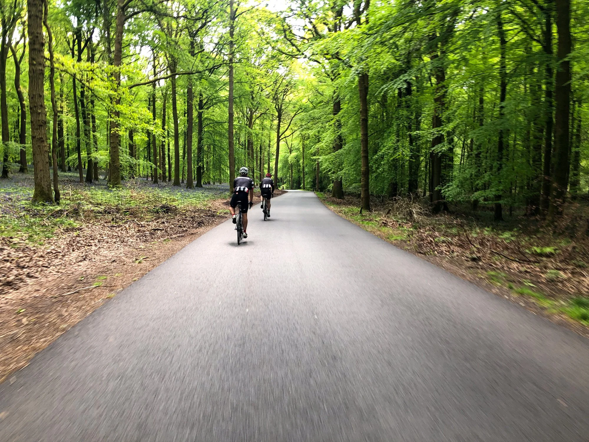 Cyclists in a forest