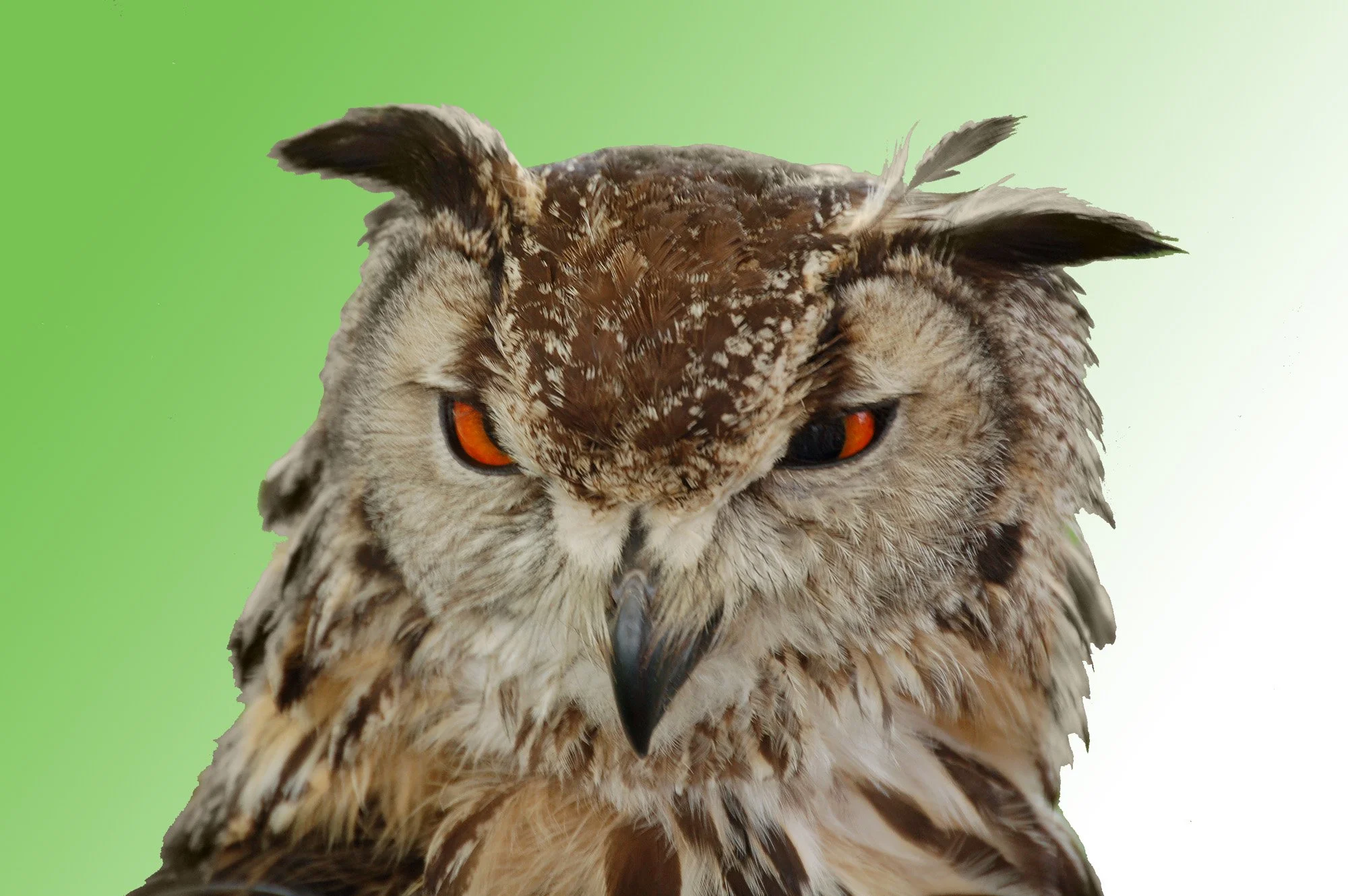 Close up of a barn owl