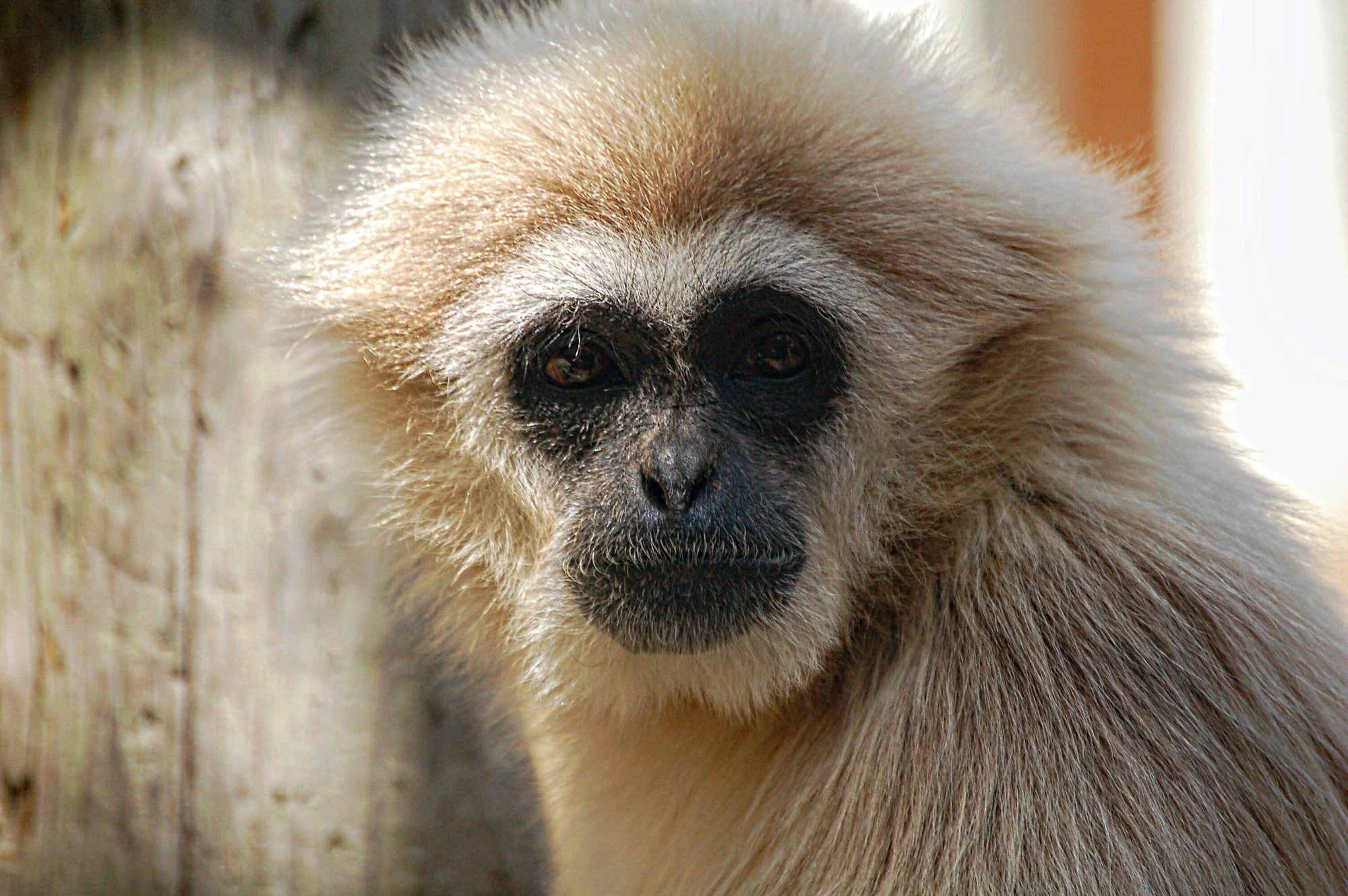 A monkey