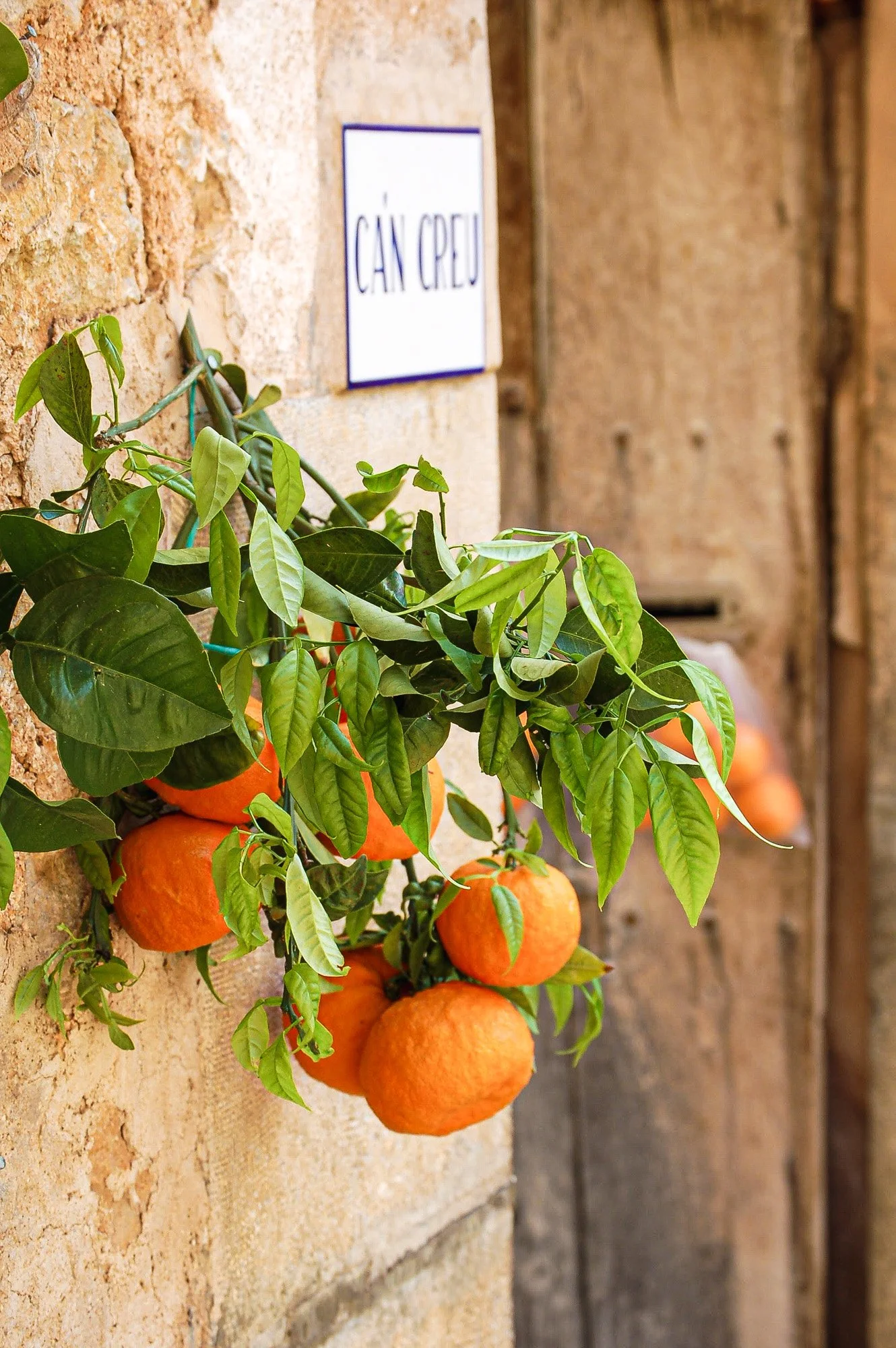 Oranges in Mallorca