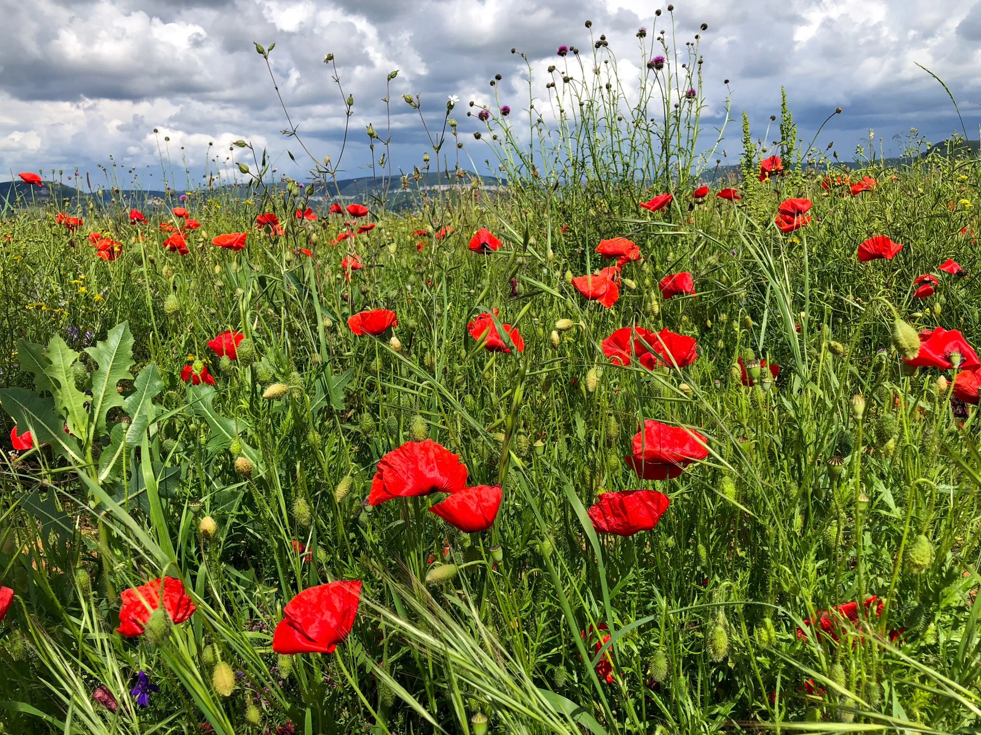 Poppies growing on the side of the road in France