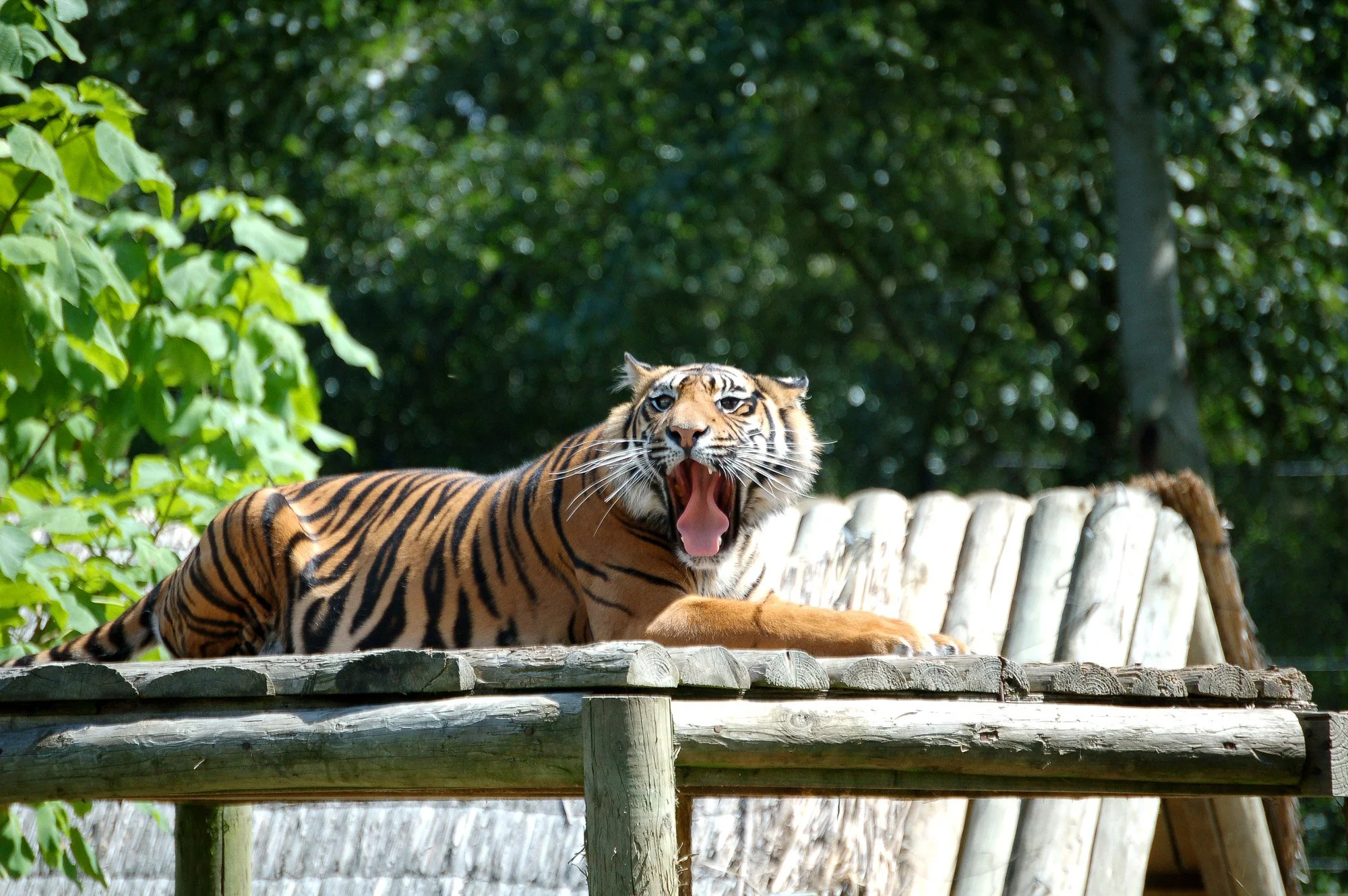 A tiger yawning