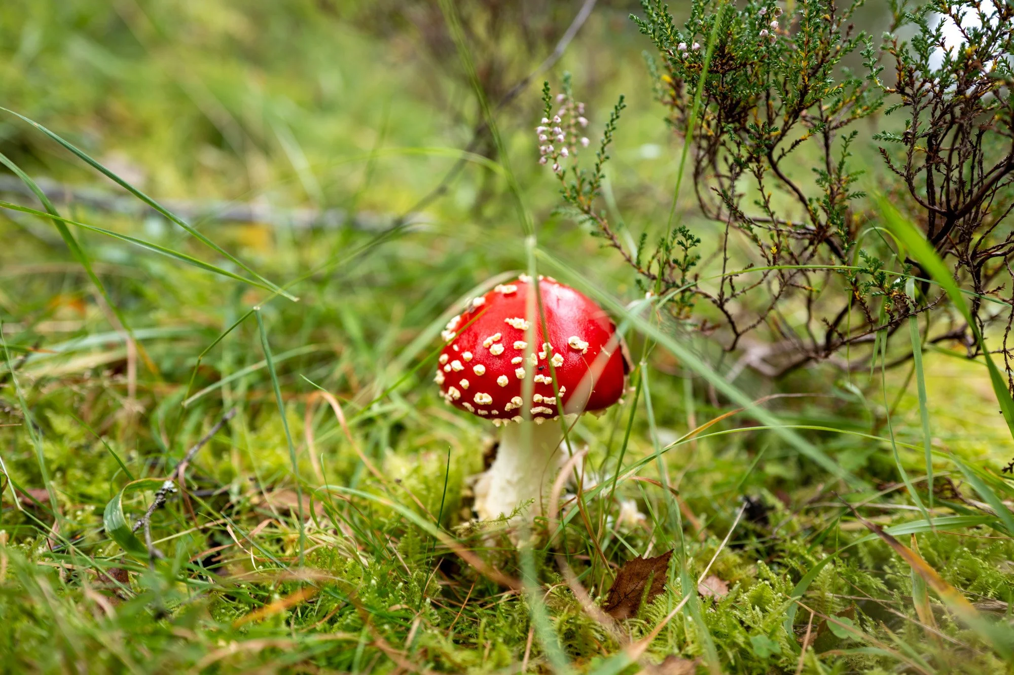 L1000593.jpg