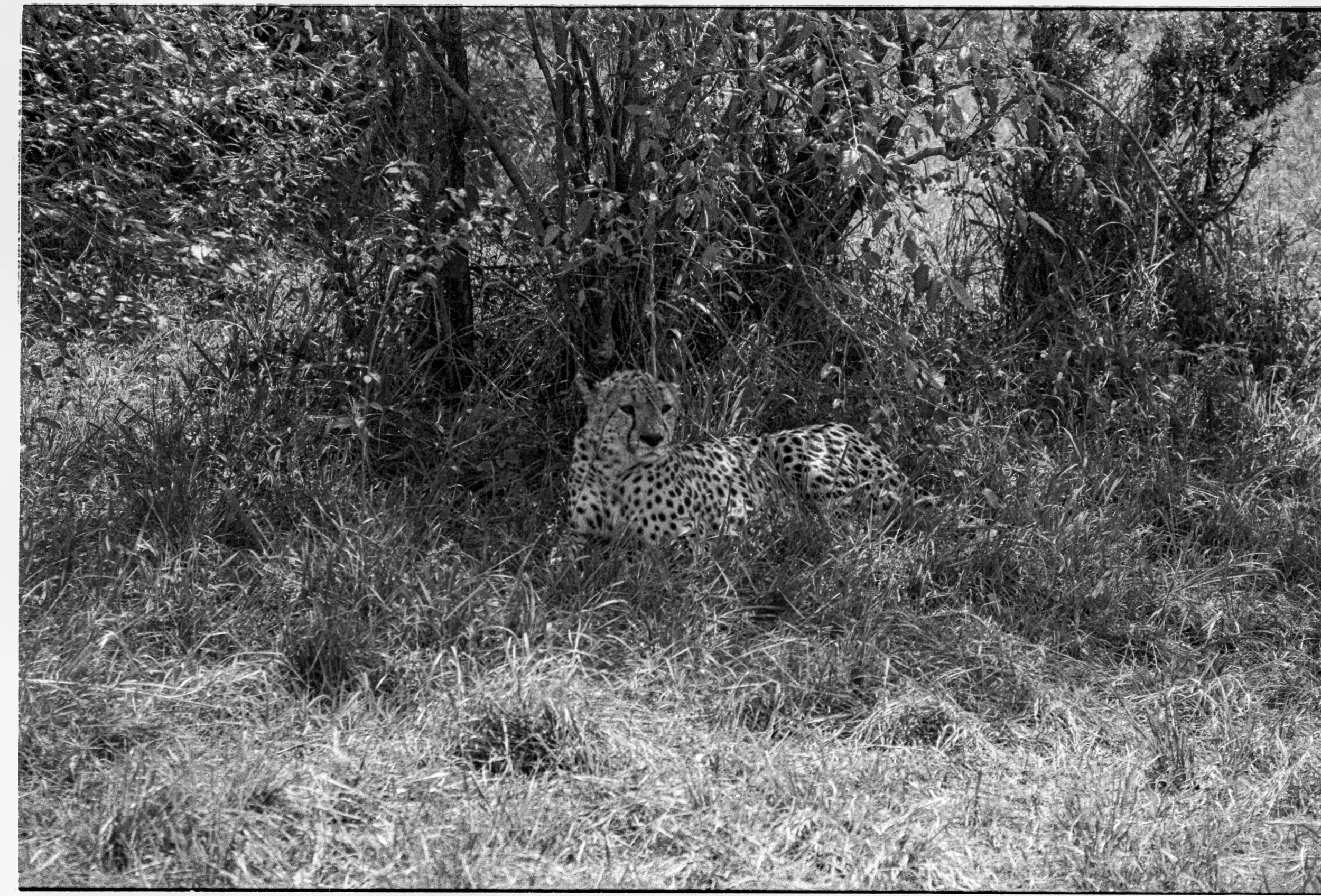 Safari w Kenii na filmie Ilford Delta 400 gepard, Nikon FM2