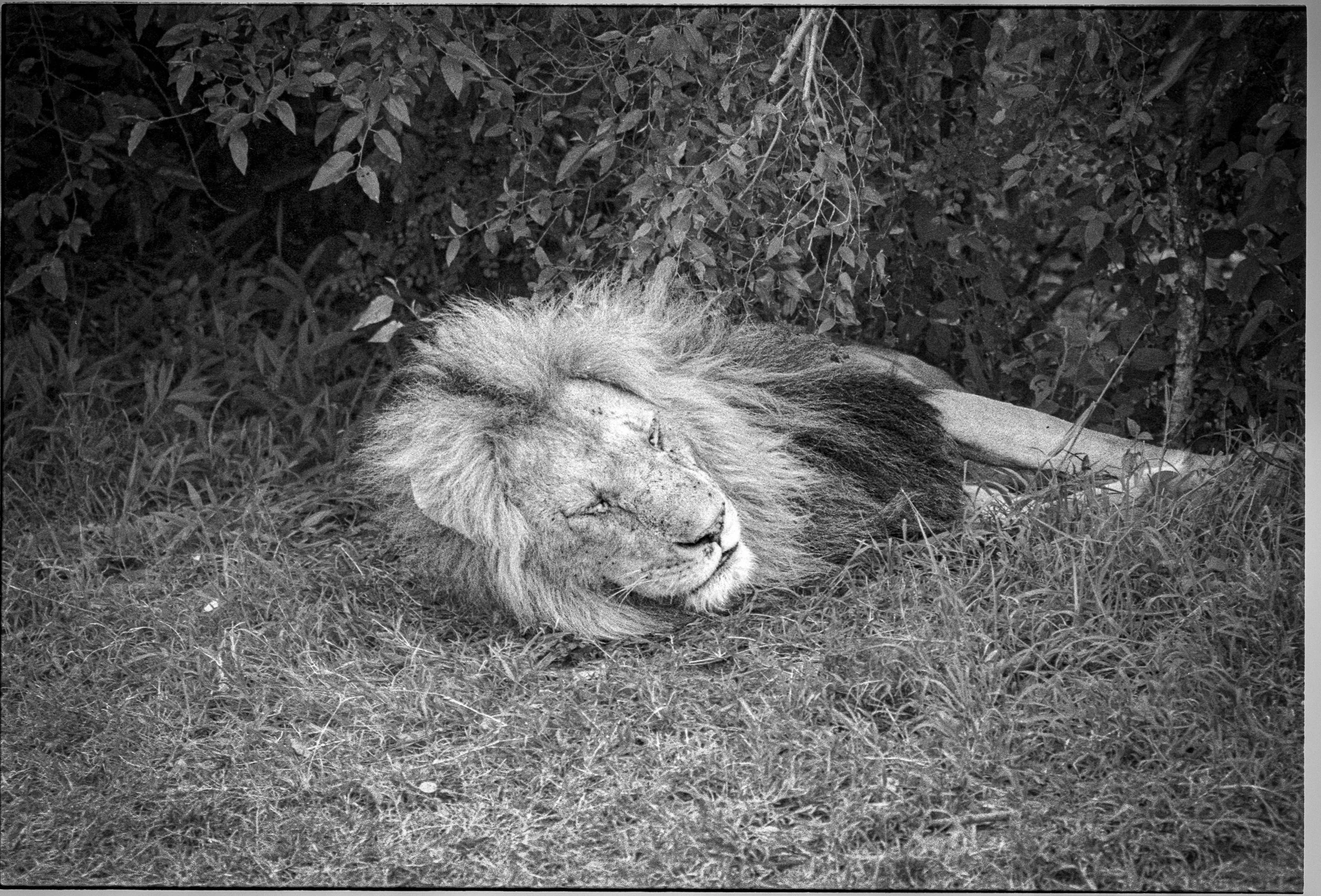 Safari w Kenii na filmie Ilford Delta 400 śpiący lew, Nikon FM2
