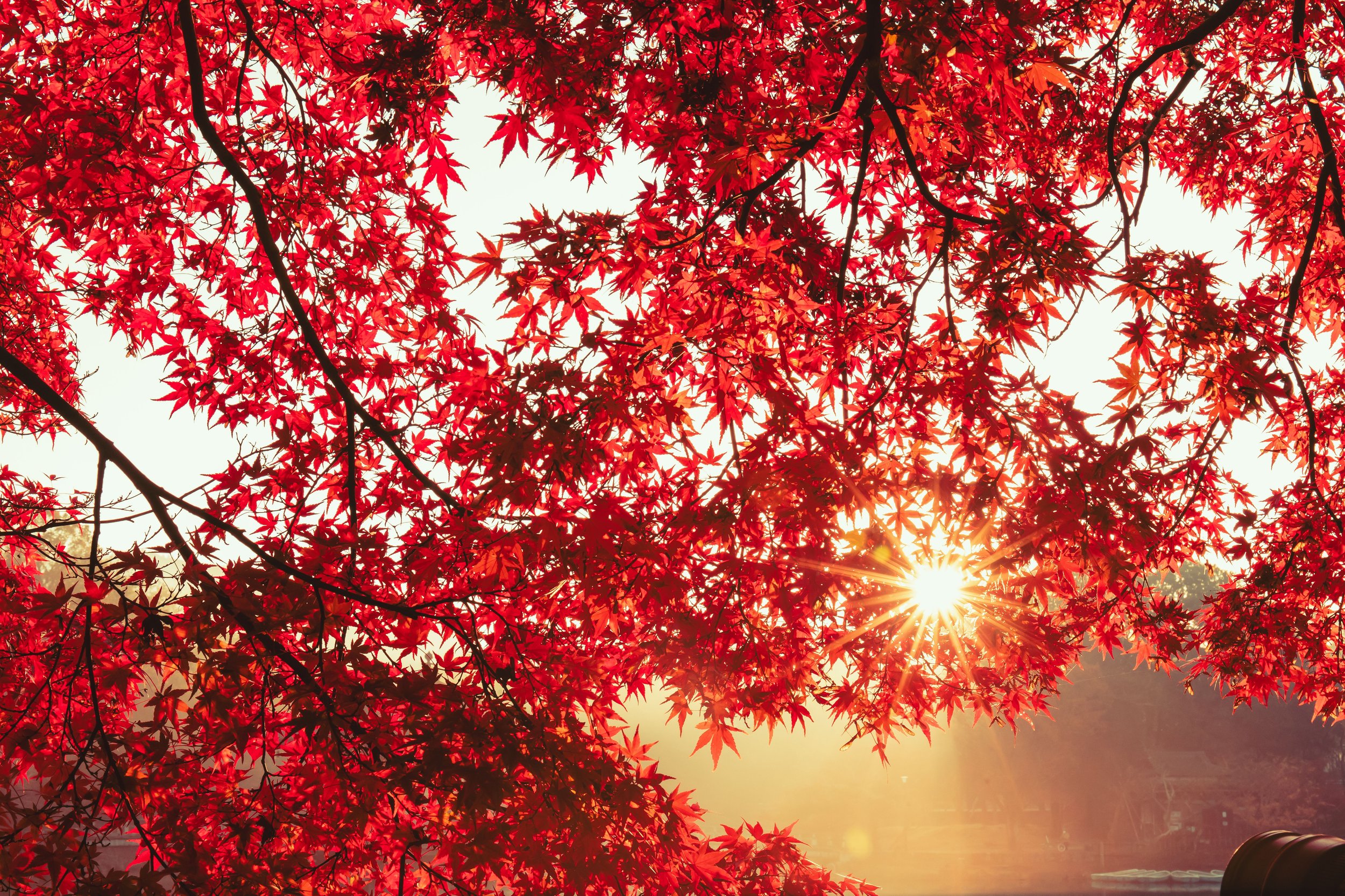 October Astrology - The Harvest