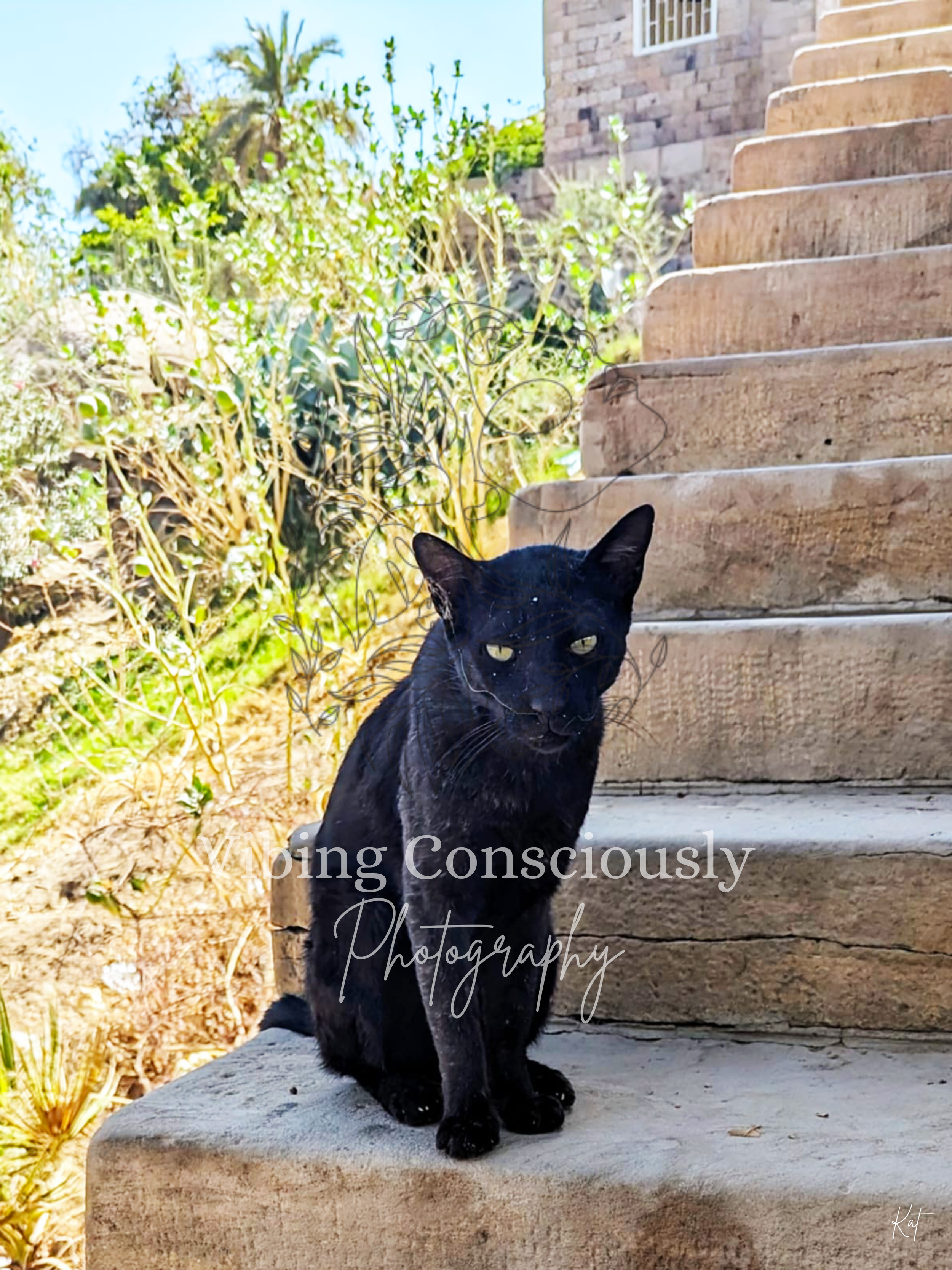 Egyptian Black Cat