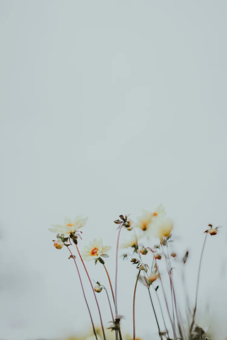 Soft flowers in bloom