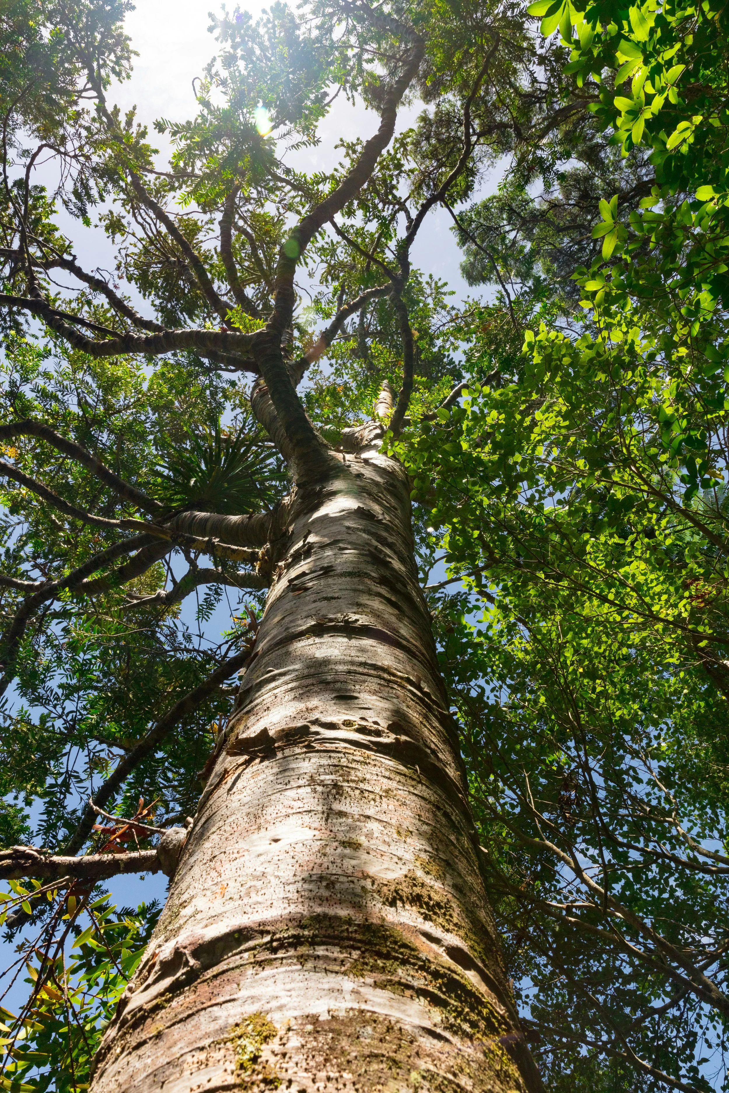 A peaceful moment among trees, representing grounding, presence, and healing through connection with nature.