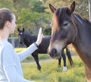 Lily Hall, Intuitive Animal Energy Healing