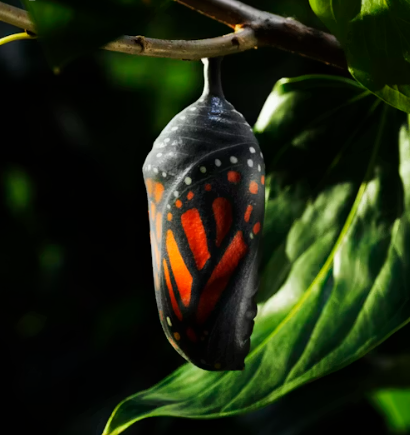 Butterfly emerging from a cocoon