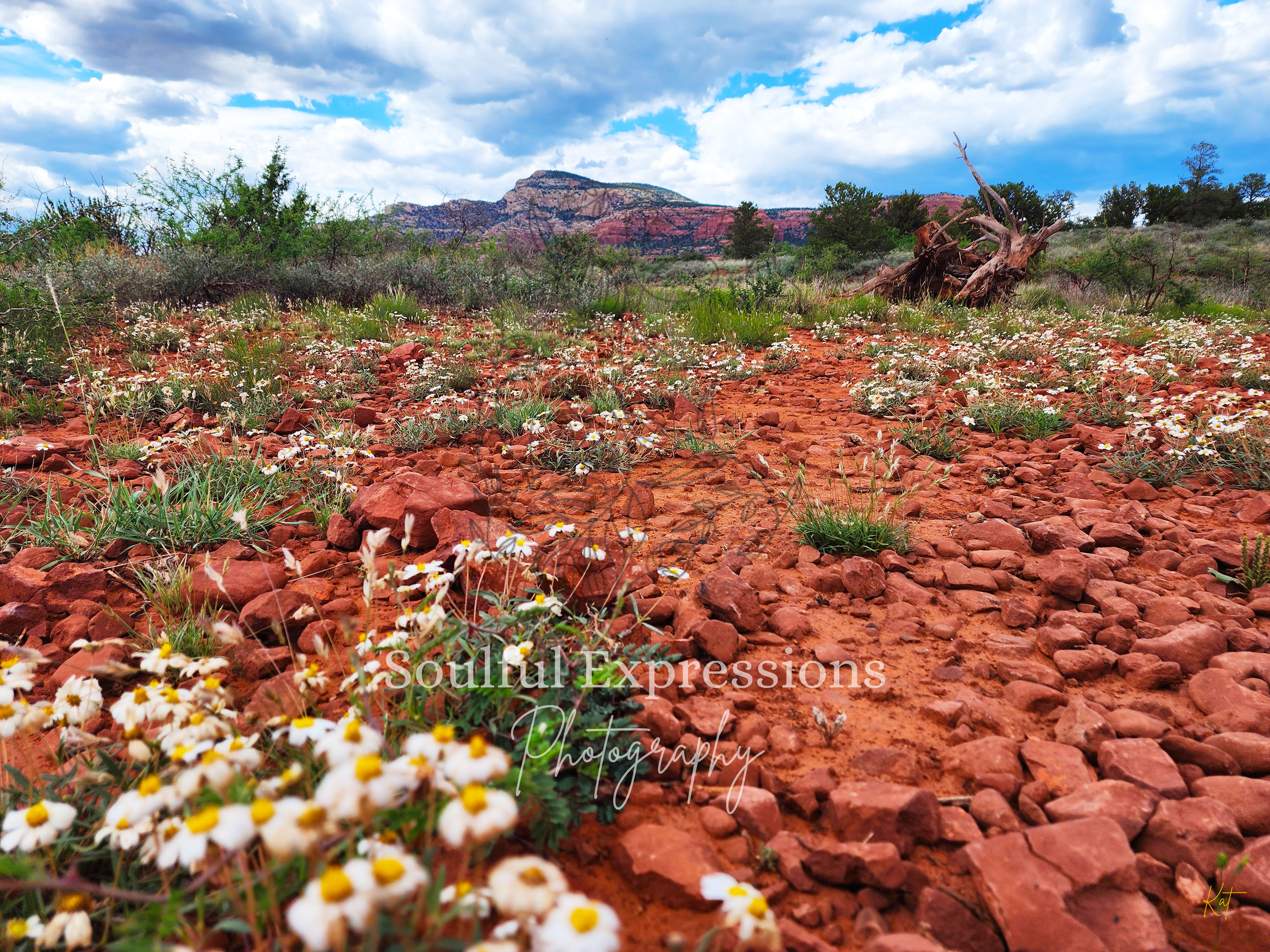 Desert landscape with red rocks, wildflowers, sparse bushes, a fallen tree, distant red cliffs, and a partly cloudy sky in Sedona, Arizona.