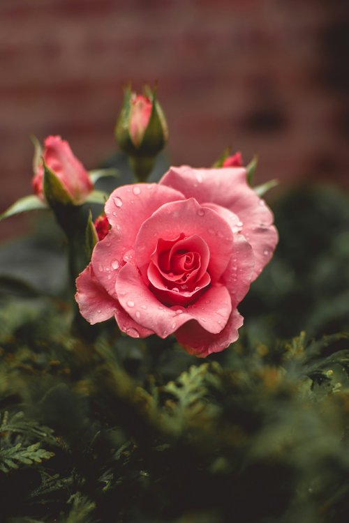 Stop and smell the roses