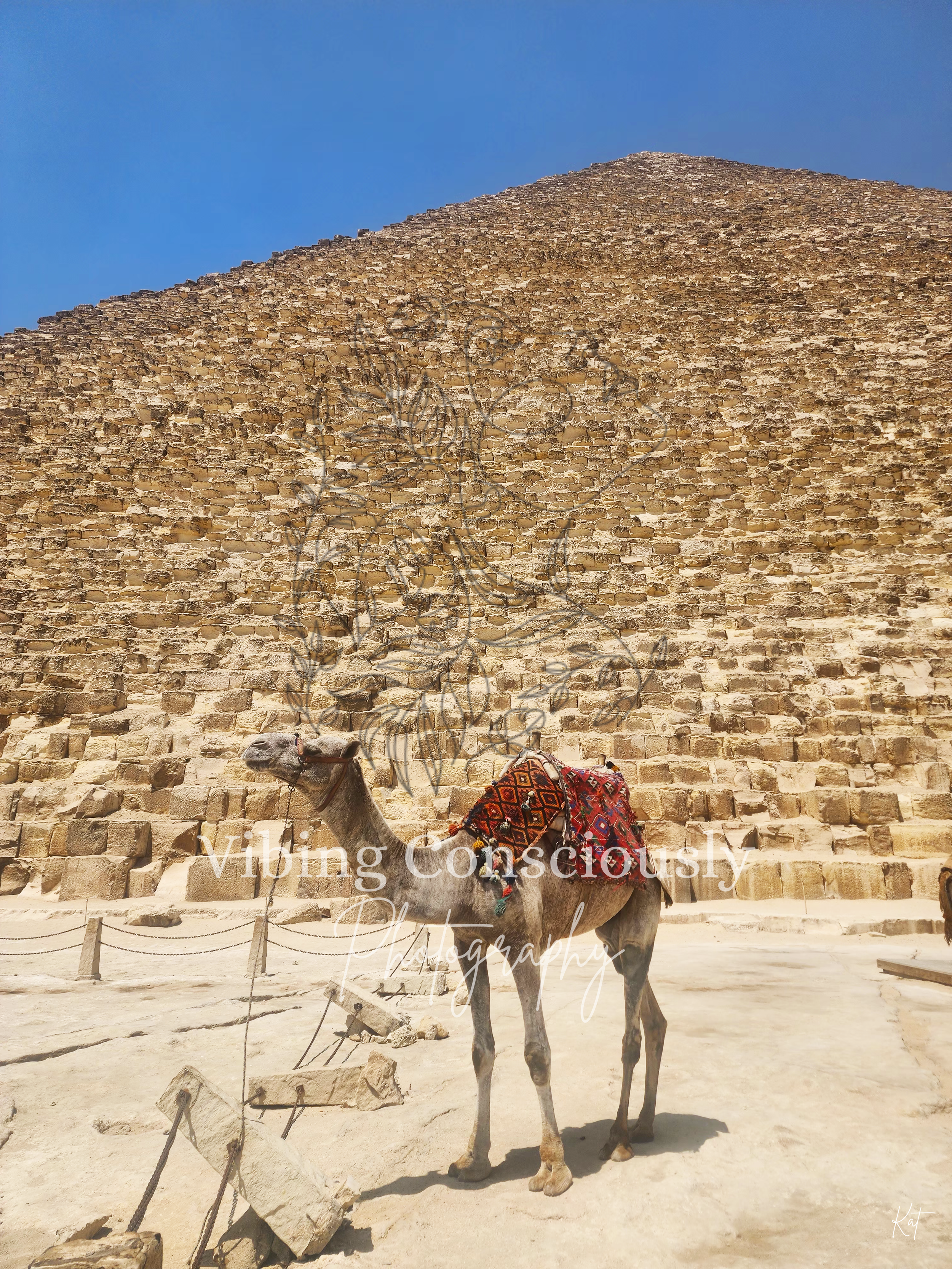 Giza Camel