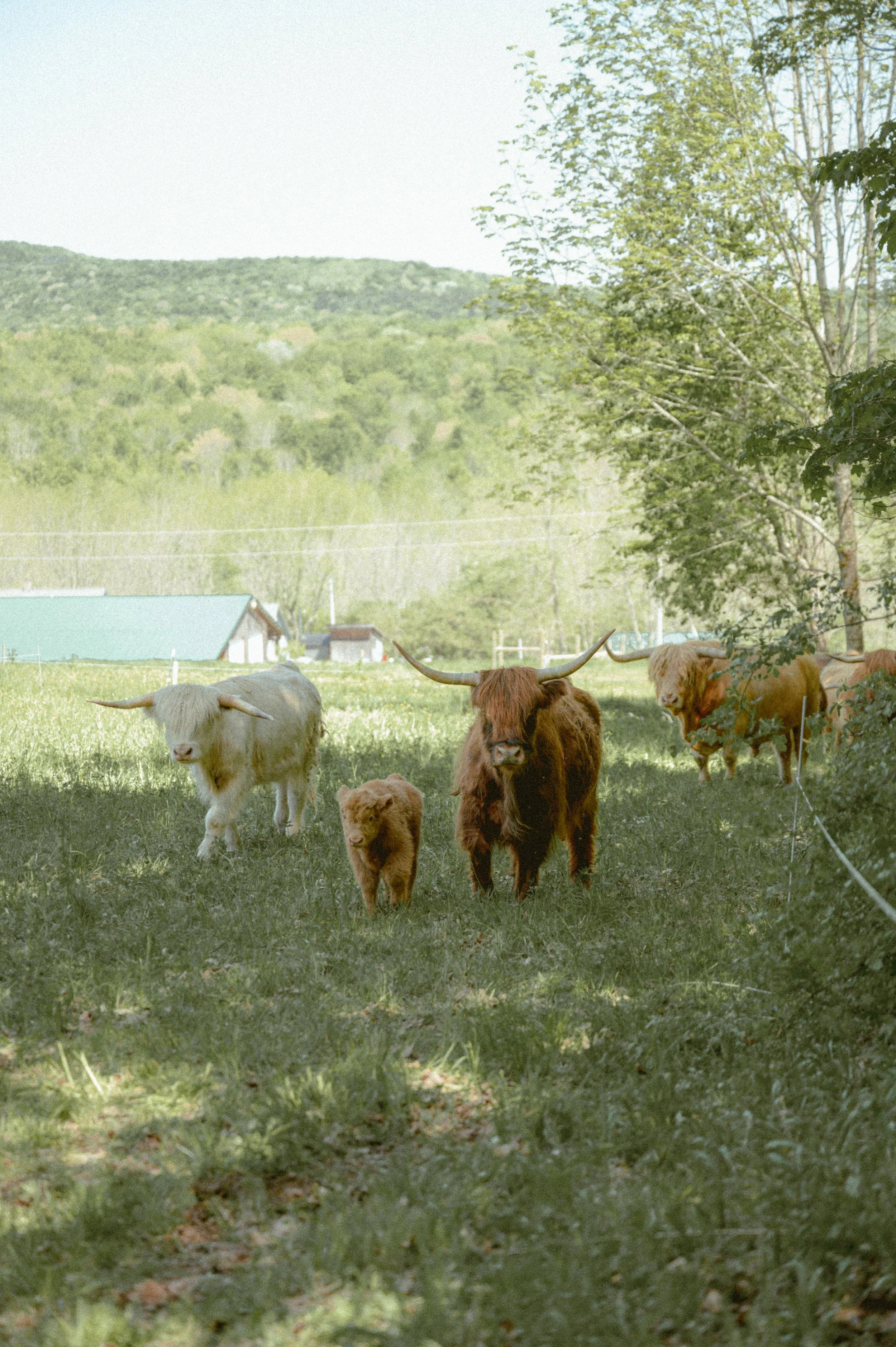 General 6 — Blackberry Ridge Farm