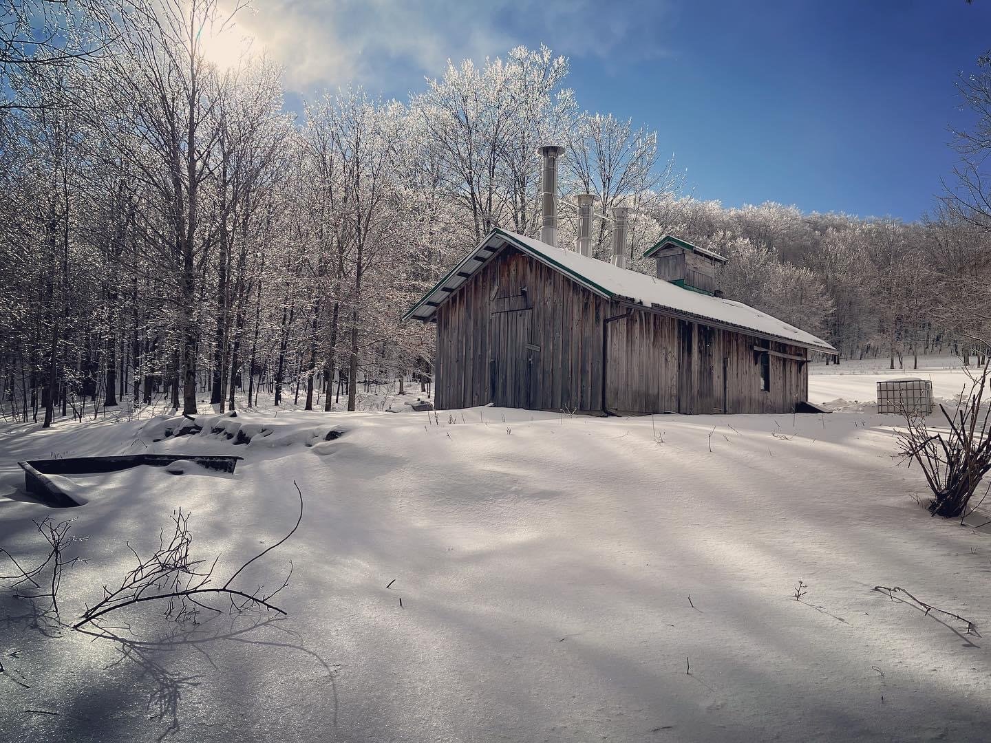 Maple — Blackberry Ridge Farm