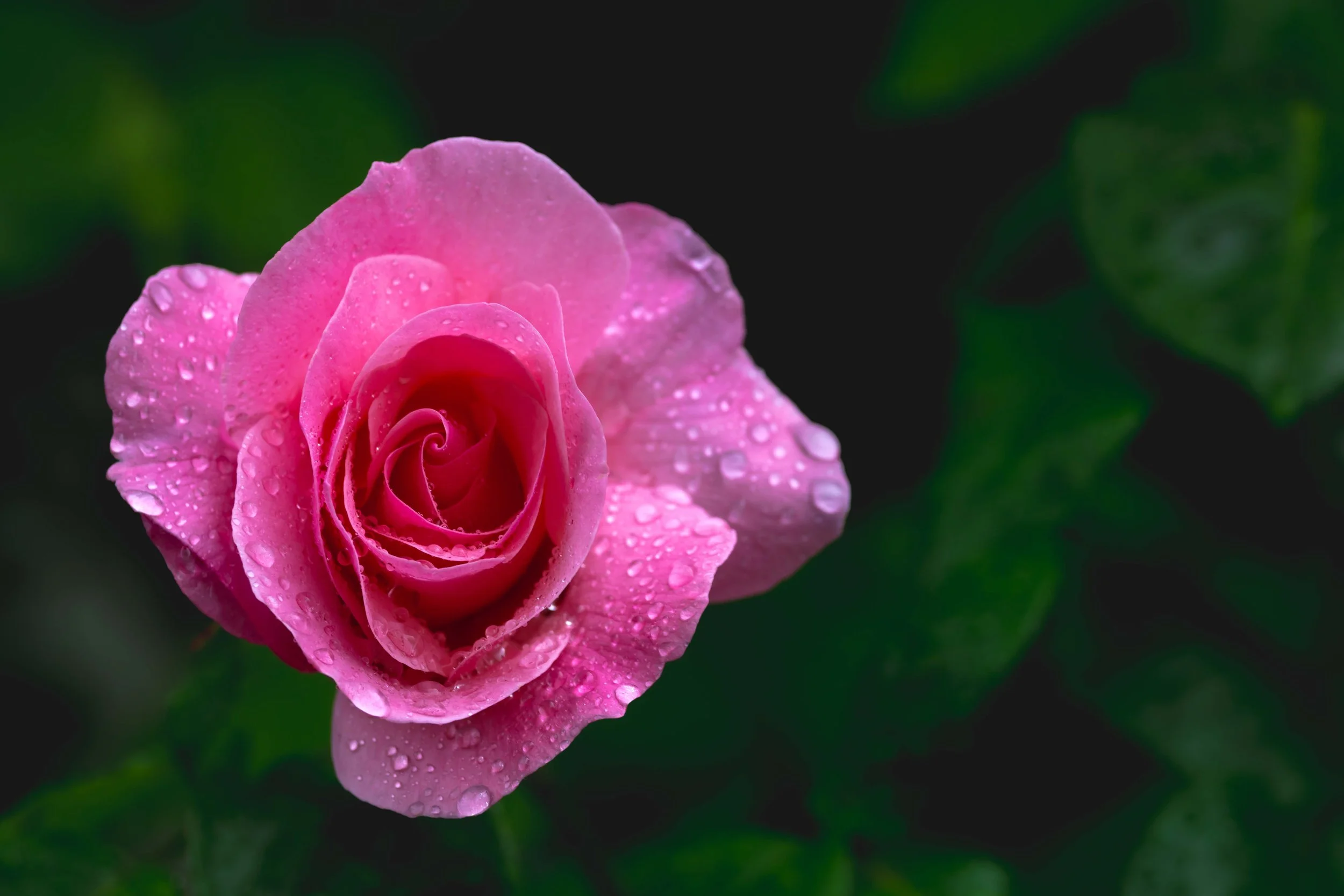 Pinke Rose
