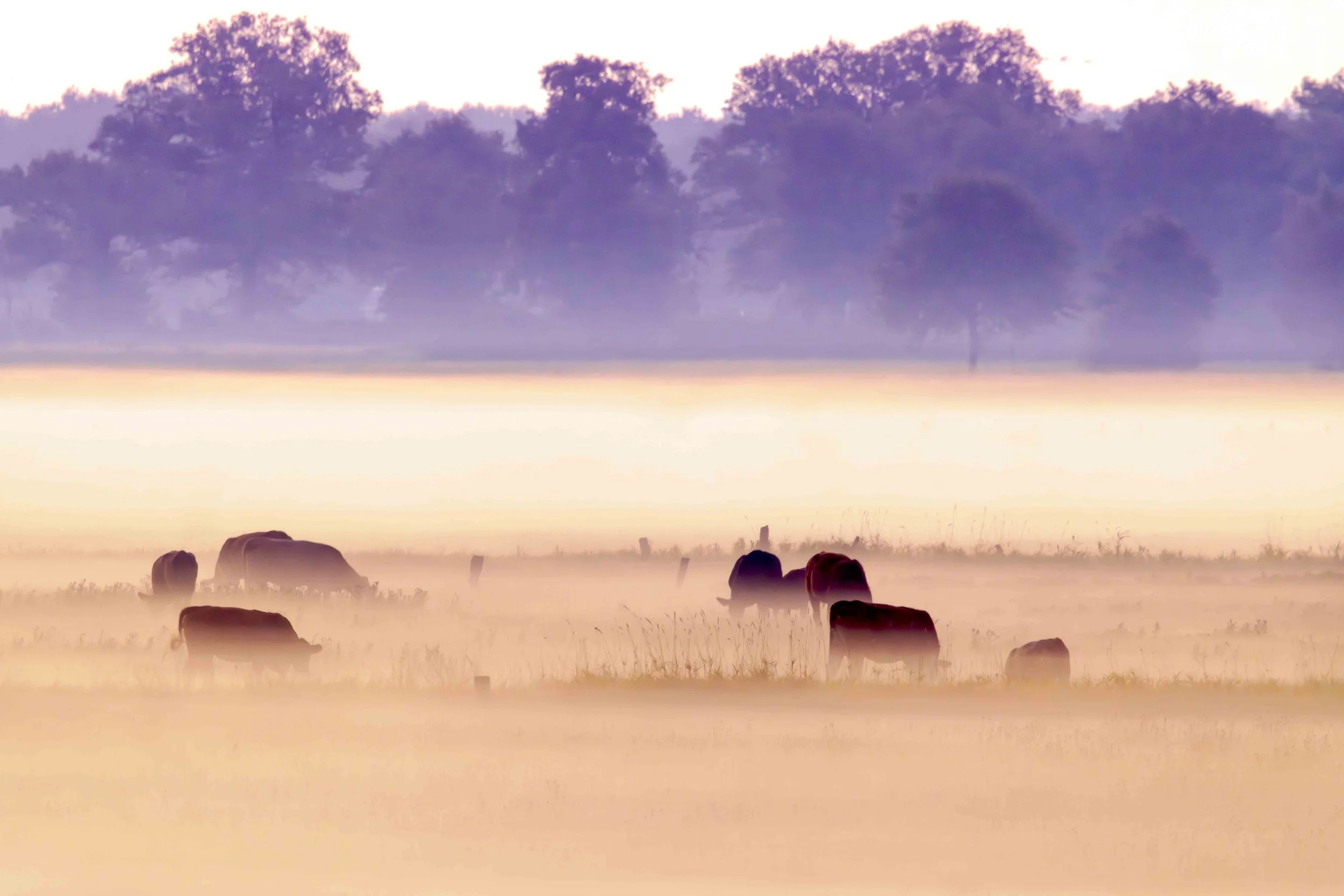 Rinderherde im Morgennebel