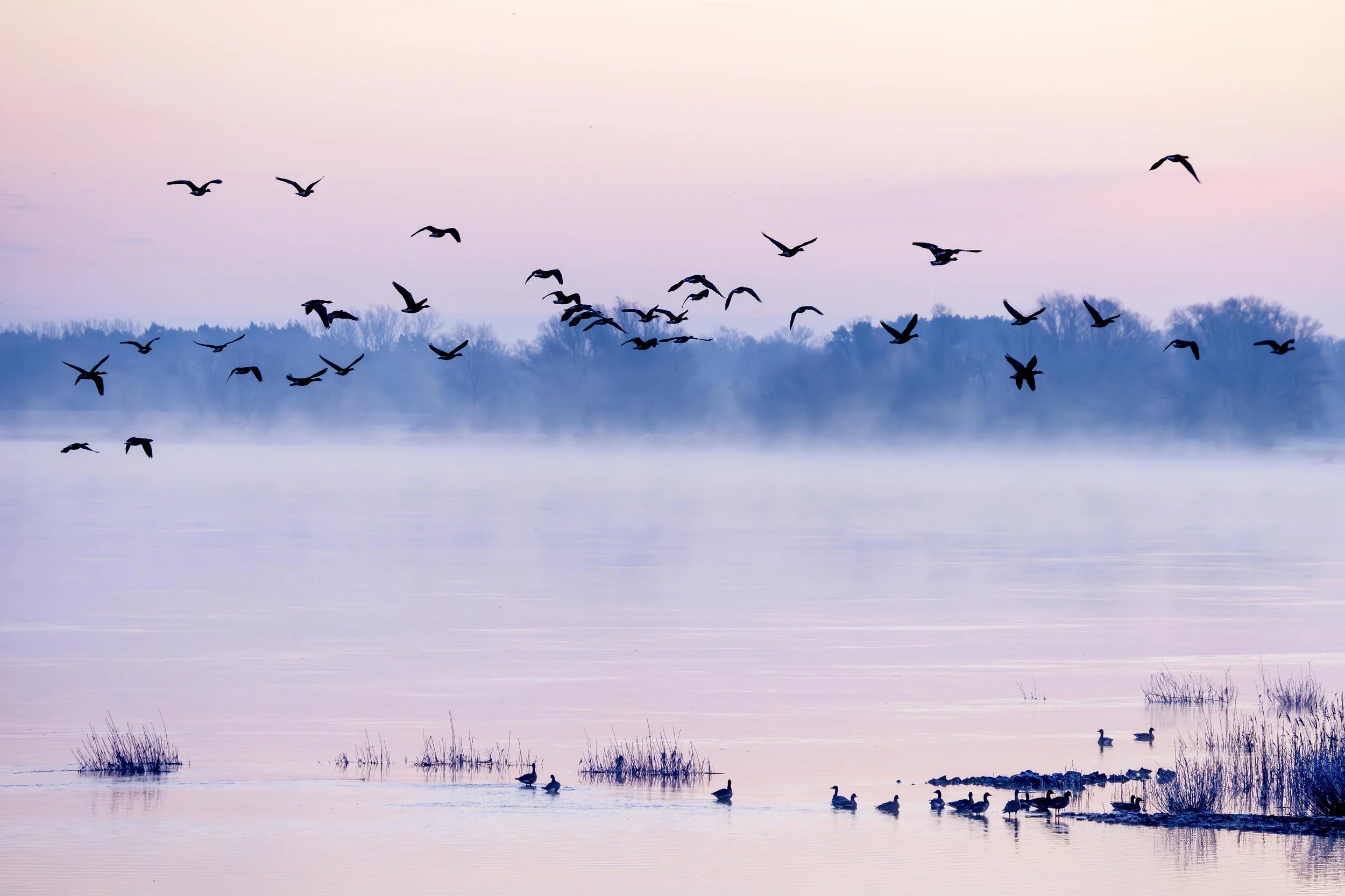 Wildgänse bei Sonnenaufgang