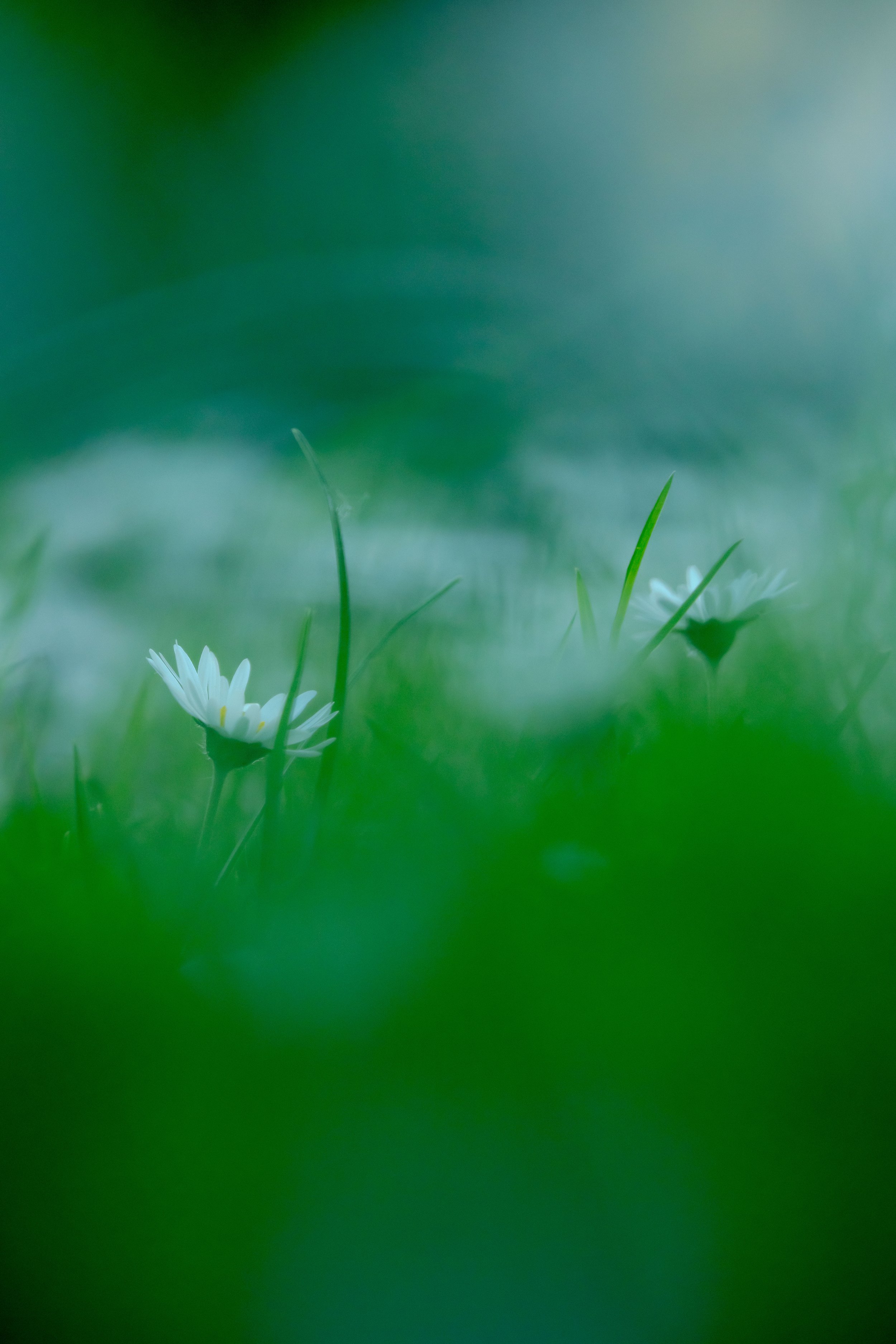 Unscharfe Nahaufnahme von Gänseblümchen im Gras mit grünem Hintergrund.