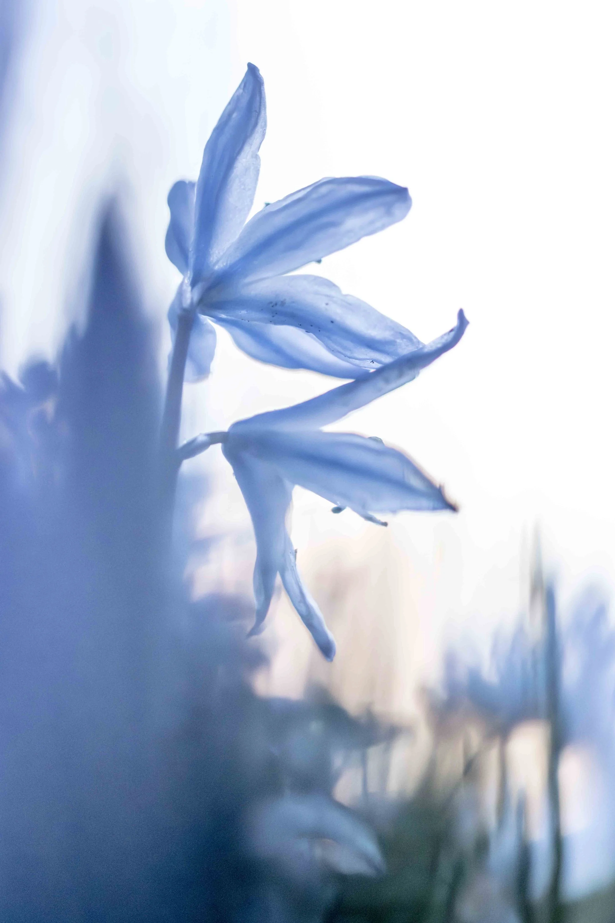 Blaue Blume