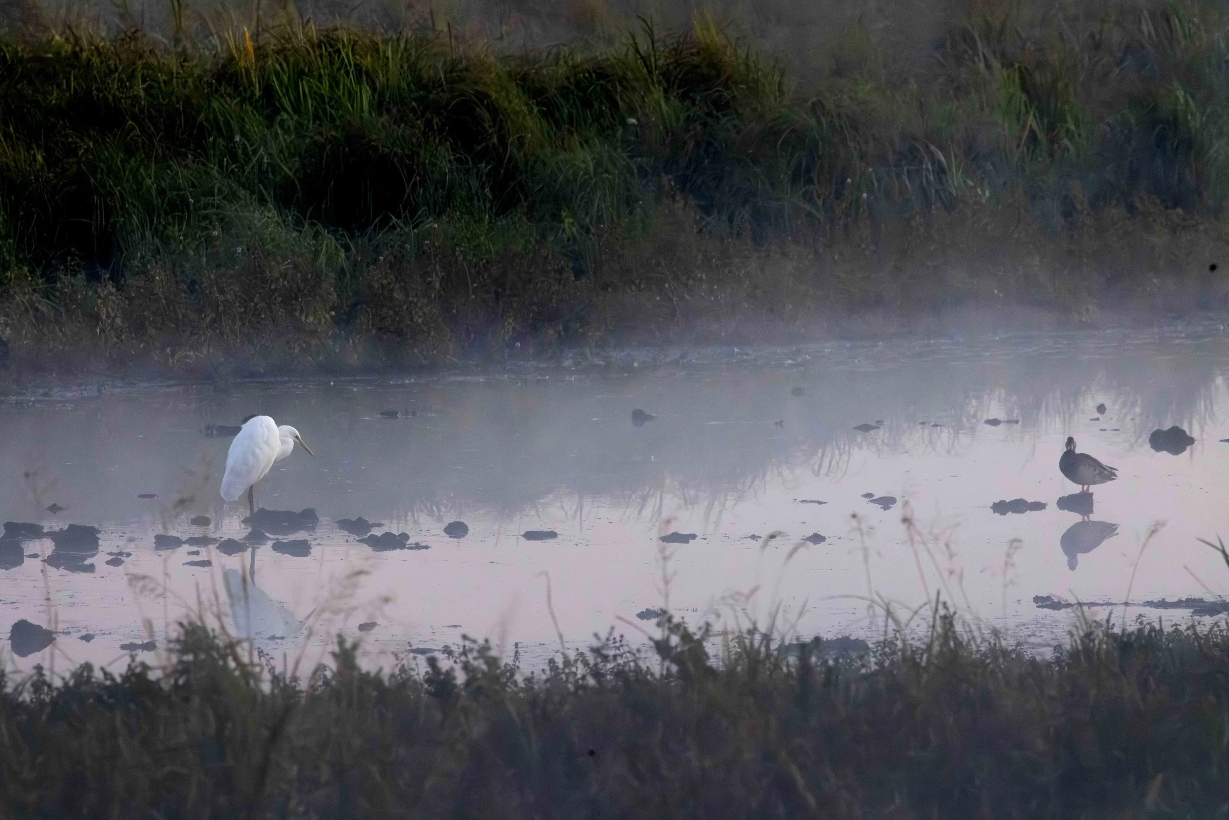 Silberreiher und Wildgans