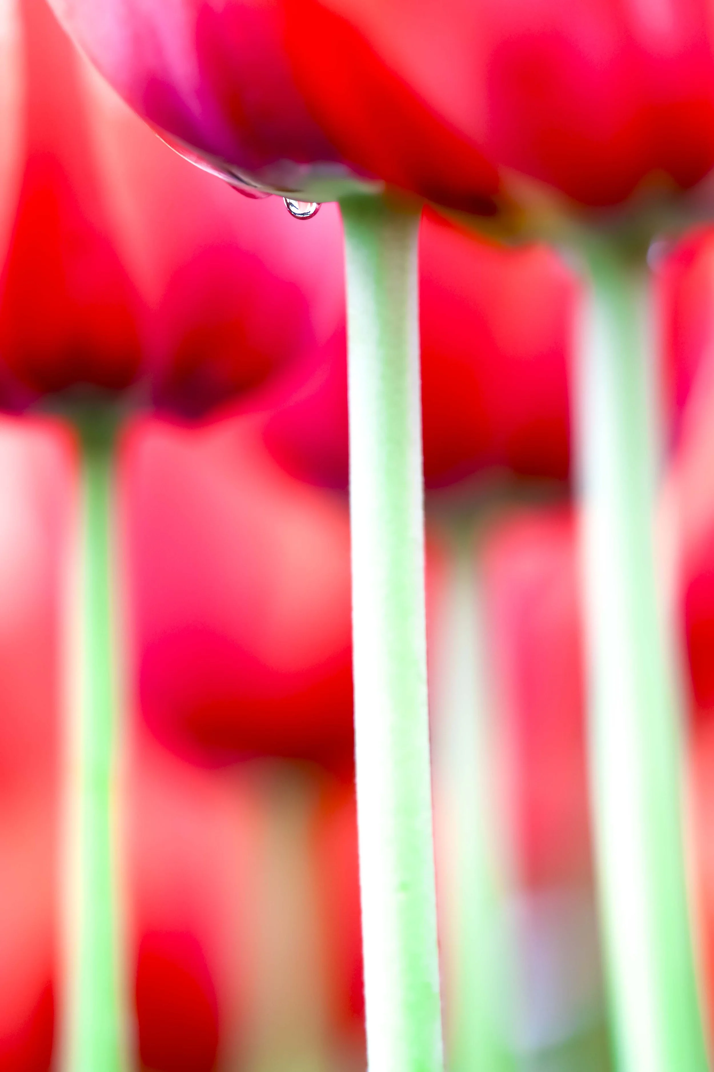 Roteb Tulpen mit Regentropfen