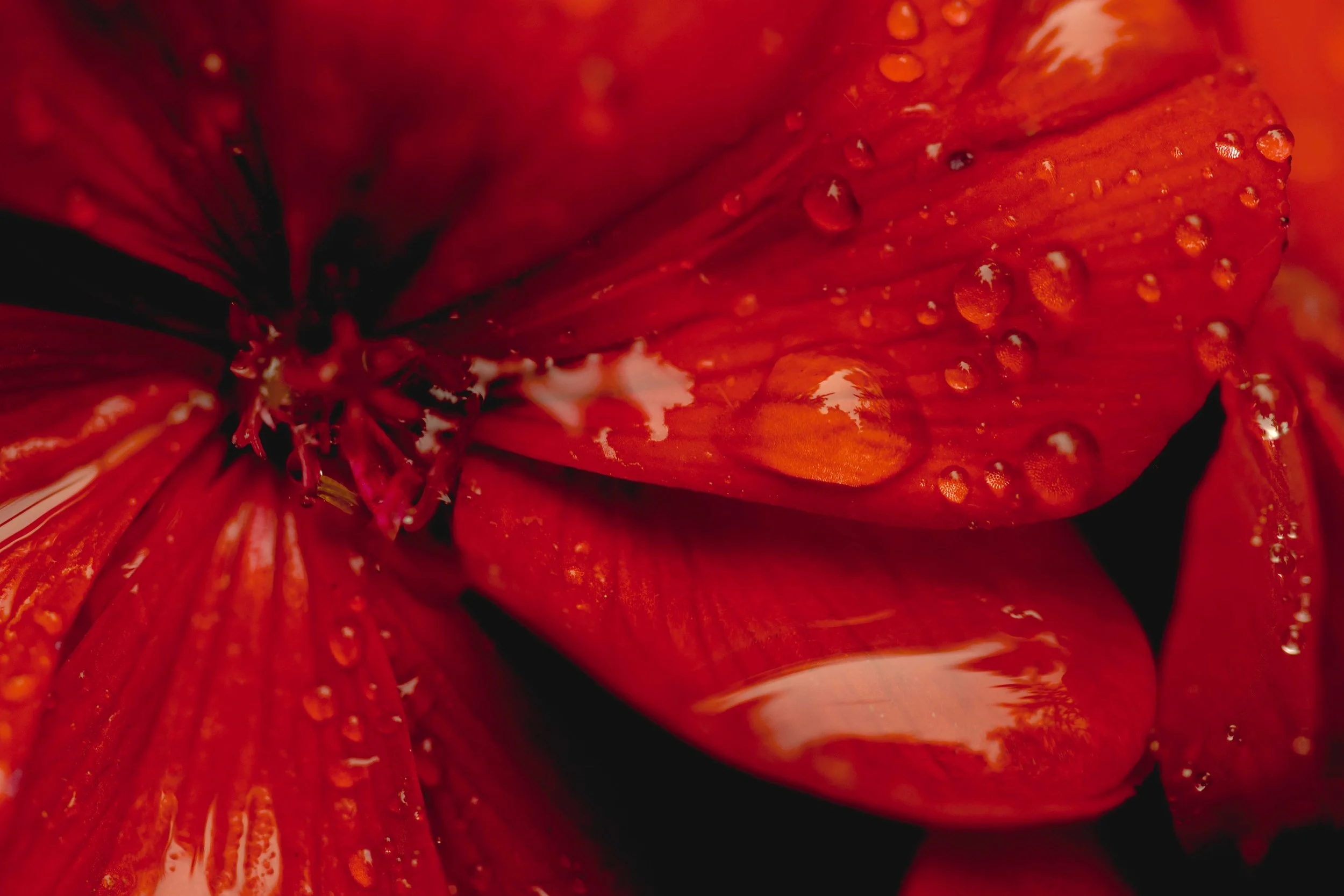 Rote Dahlie mit Regentropfen