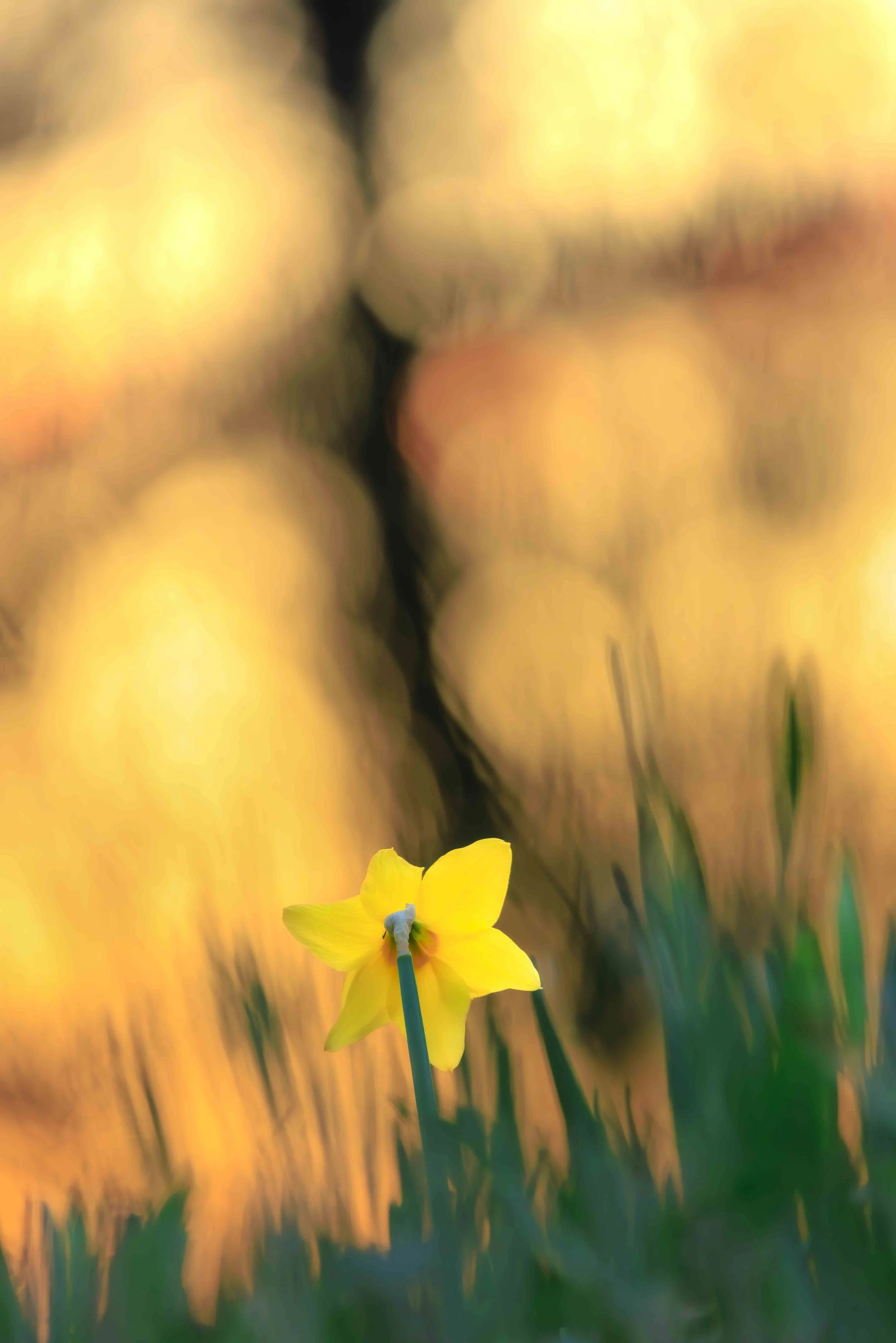 Narzisse im Abendlicht