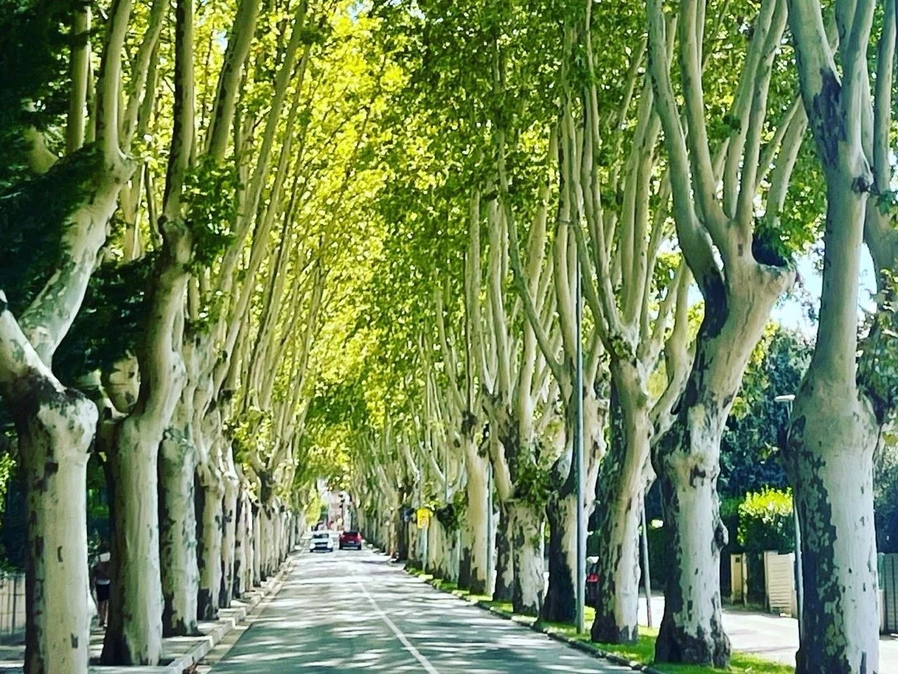 Tree-lined road with green foliage overhead