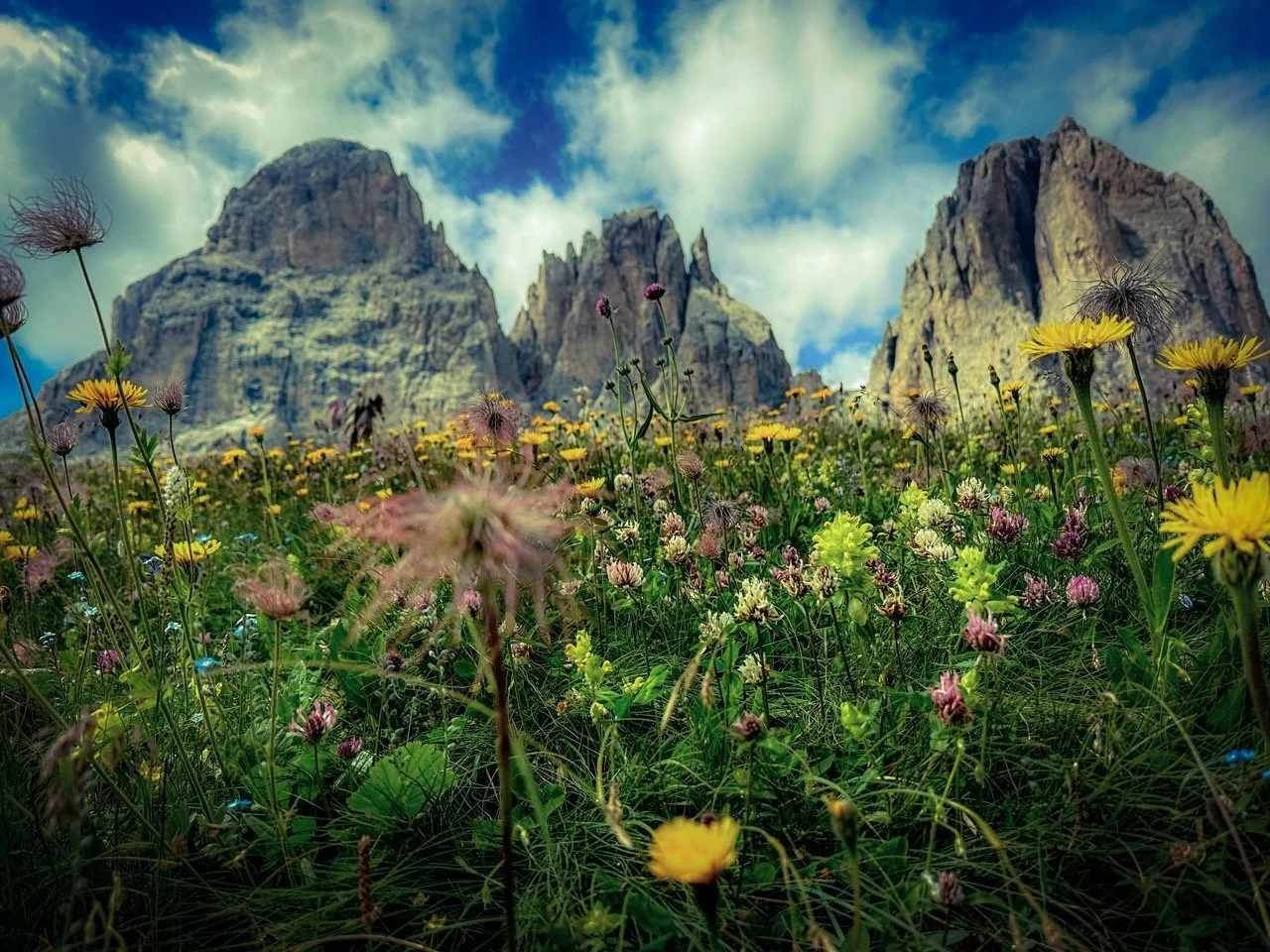 Mountain landscape with wildflowers in foreground