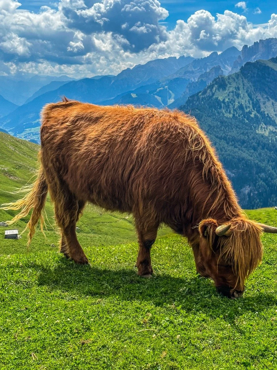 Highland cow grazing on a grassy hill with mountainous landscape in the background.