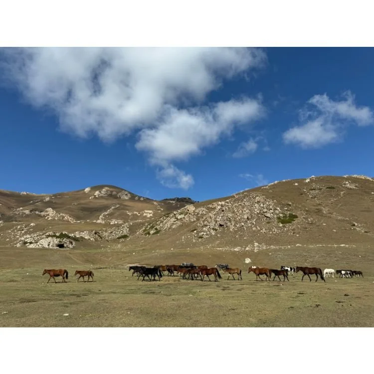 2024 NAC 15 - Optimized.jpg