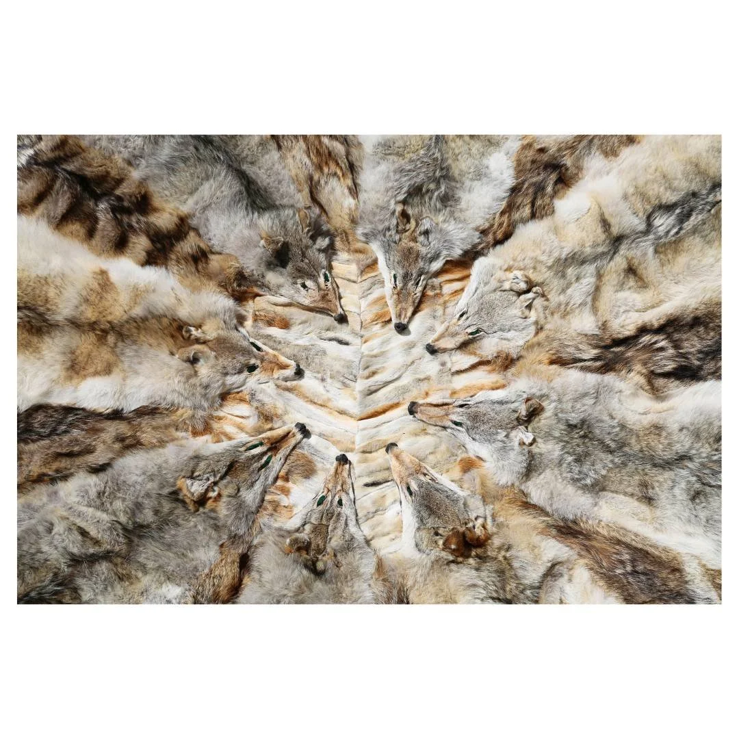 Predatory Paradox 09.jpg