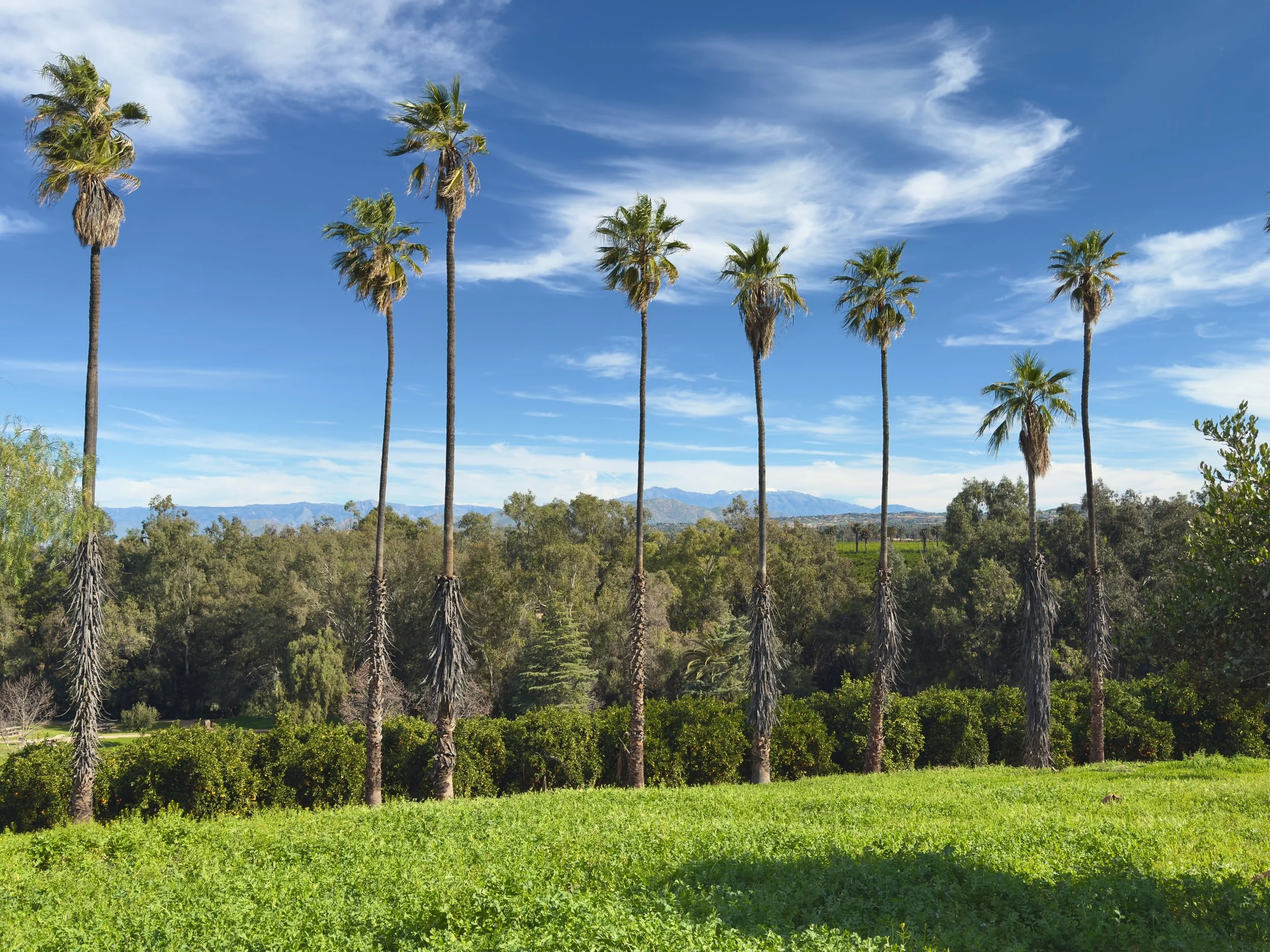 Quiet morning at Citrus State park