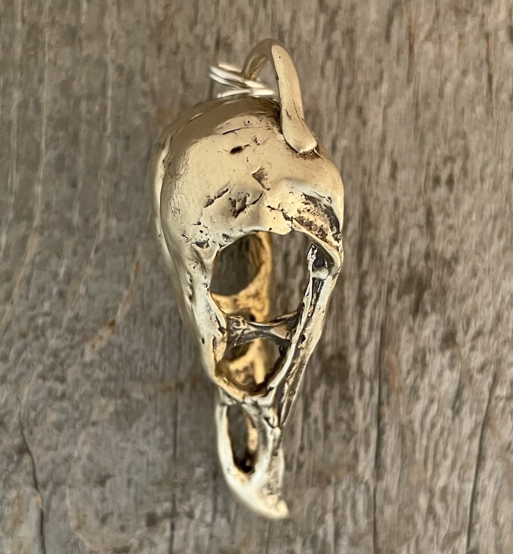 Barnowlskullsideview.jpg