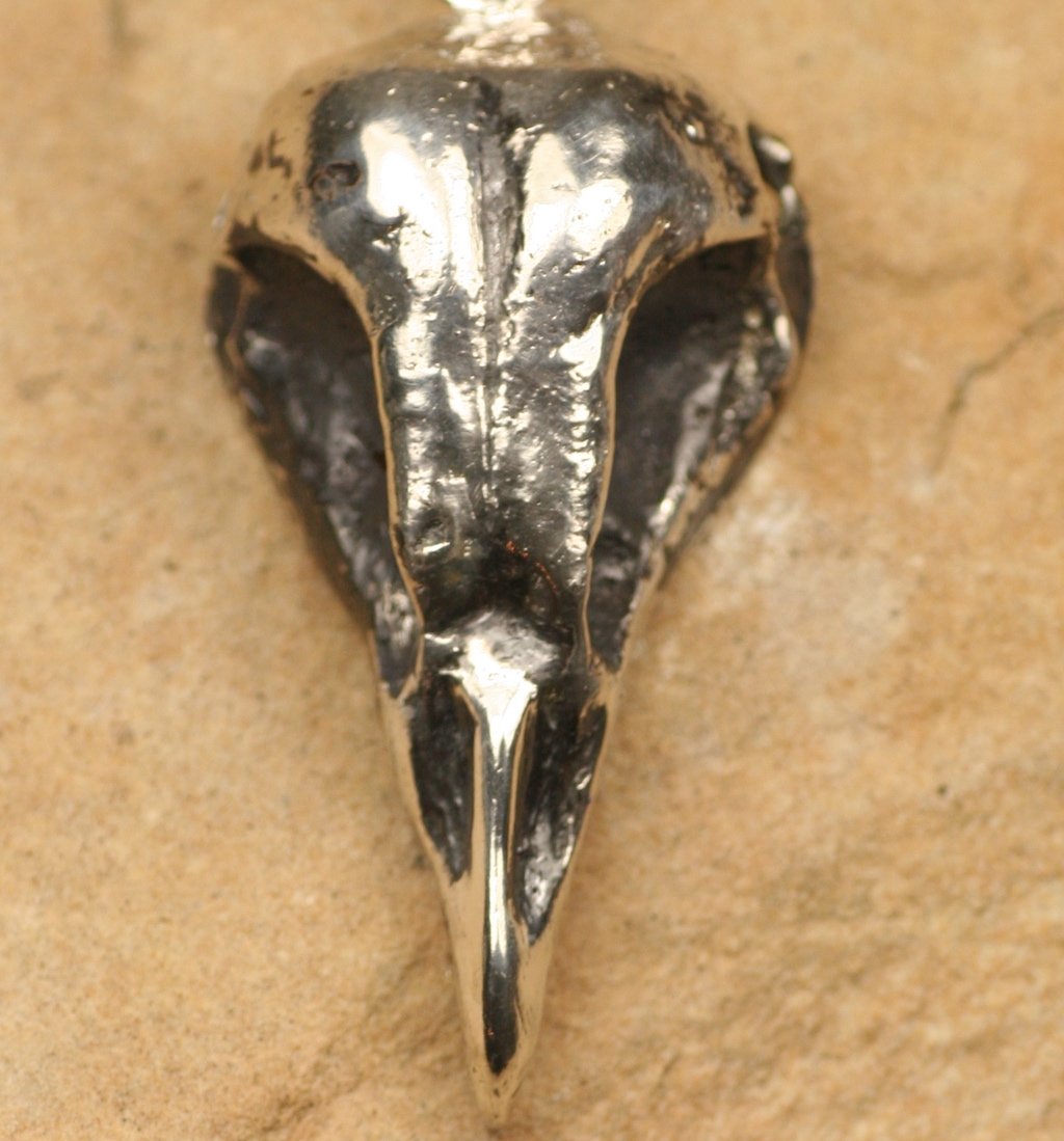 barnowlskull.jpg